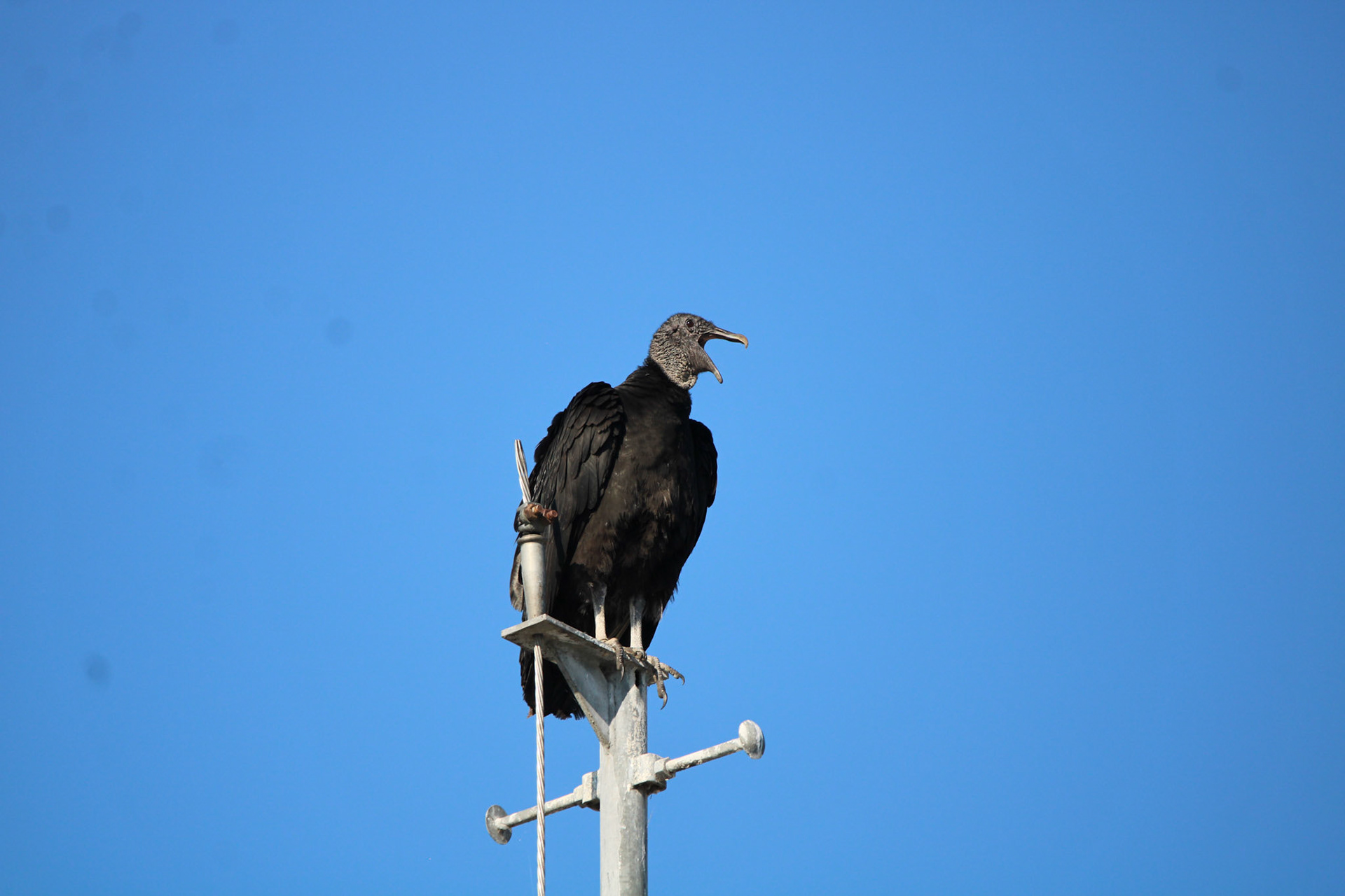 Black Vulture - Holey Land Wildlife Management Area