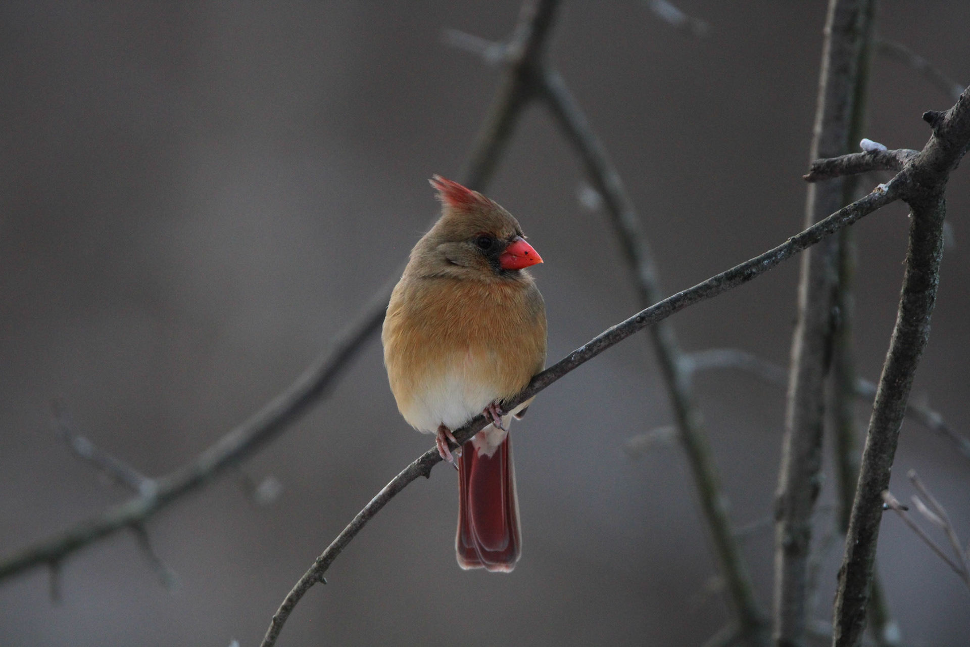 Northern Cardinal