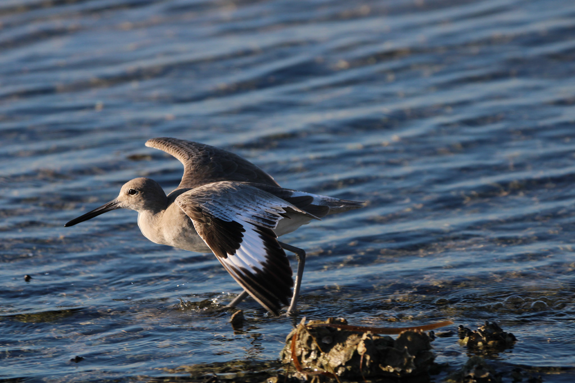 Willet