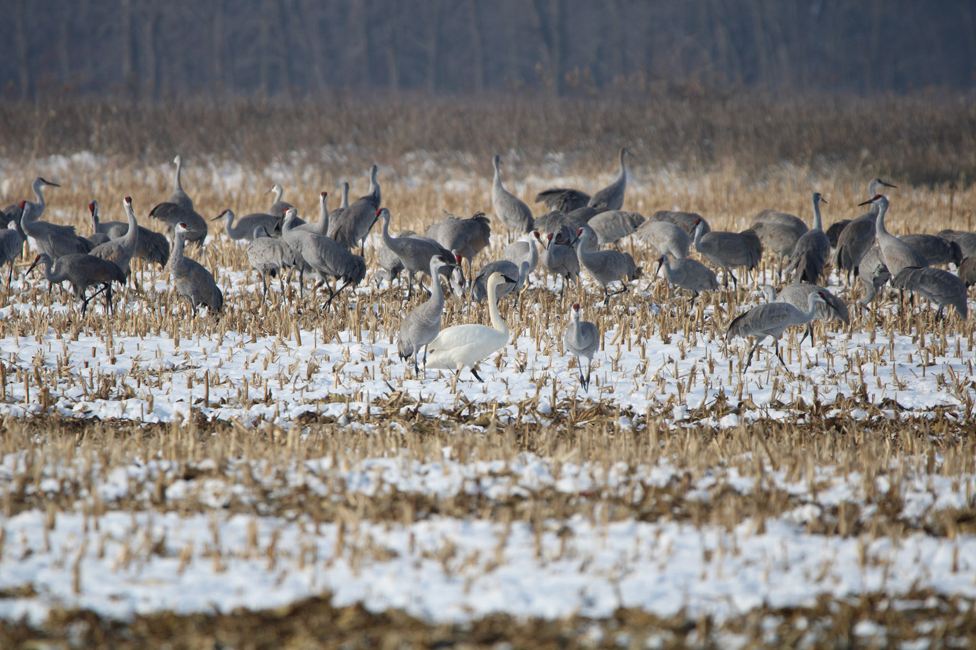 Swan &amp; Sandhill Cranes