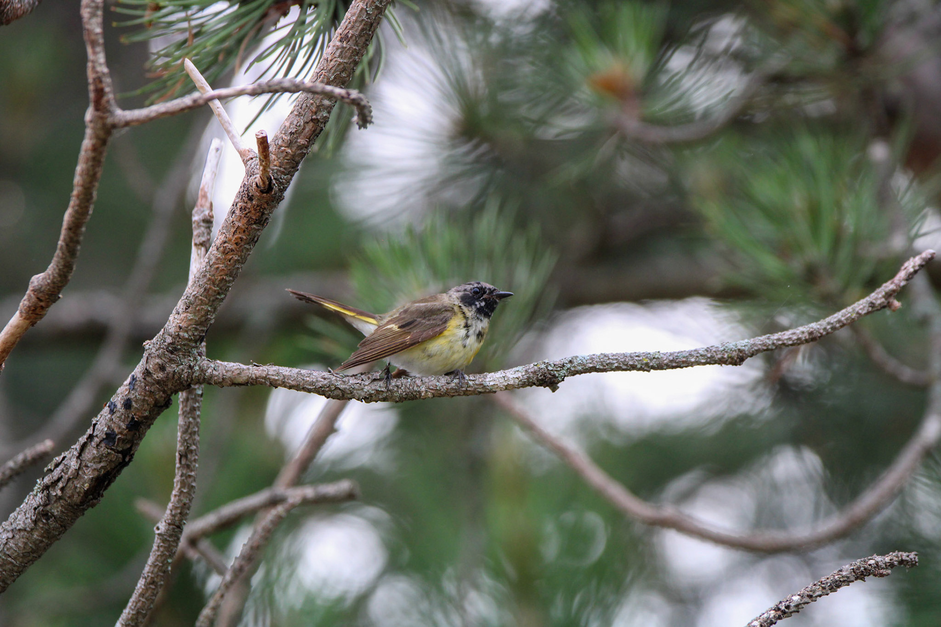 American Redstart