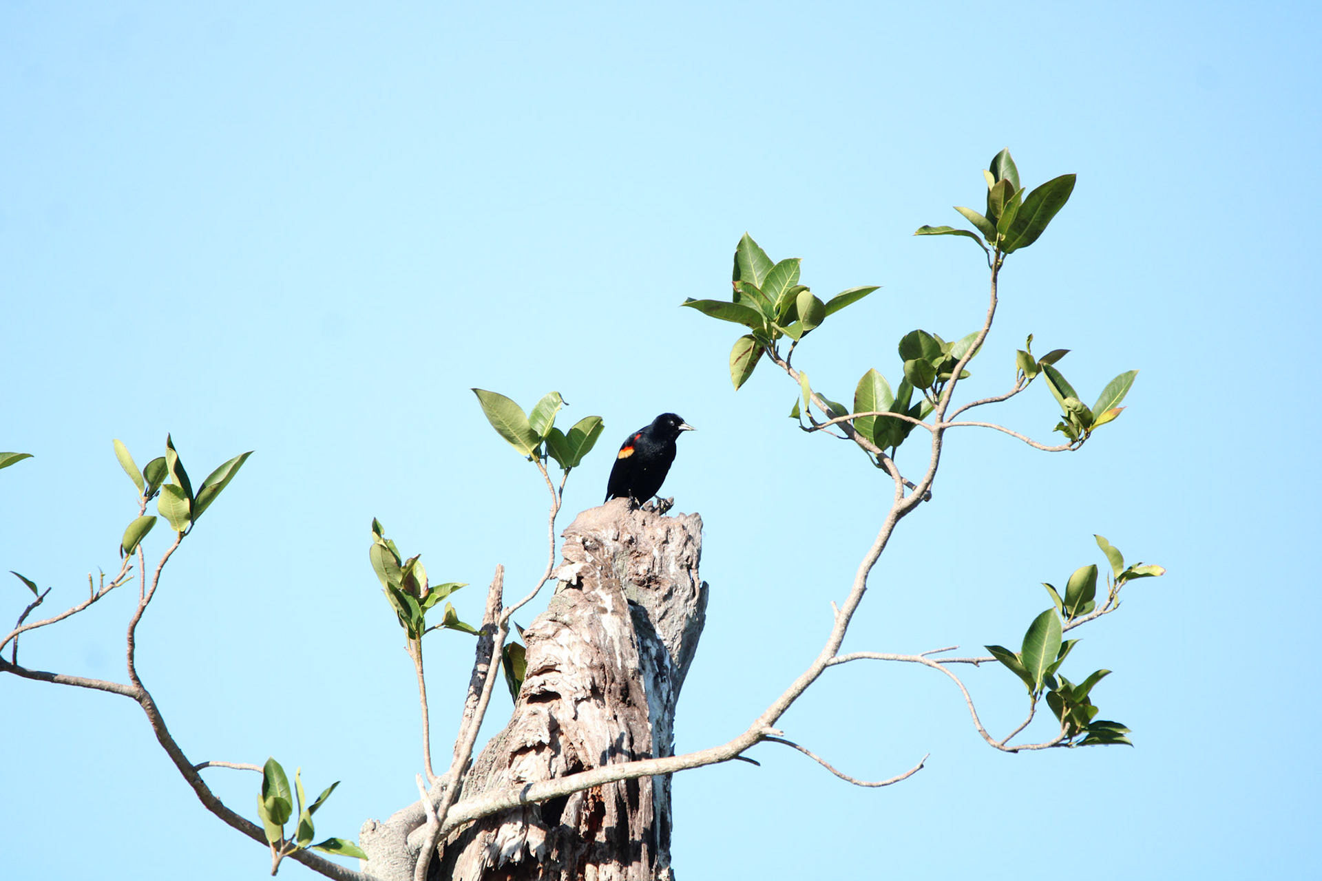 Red-winged Blackbird - Green Cay Wetlands