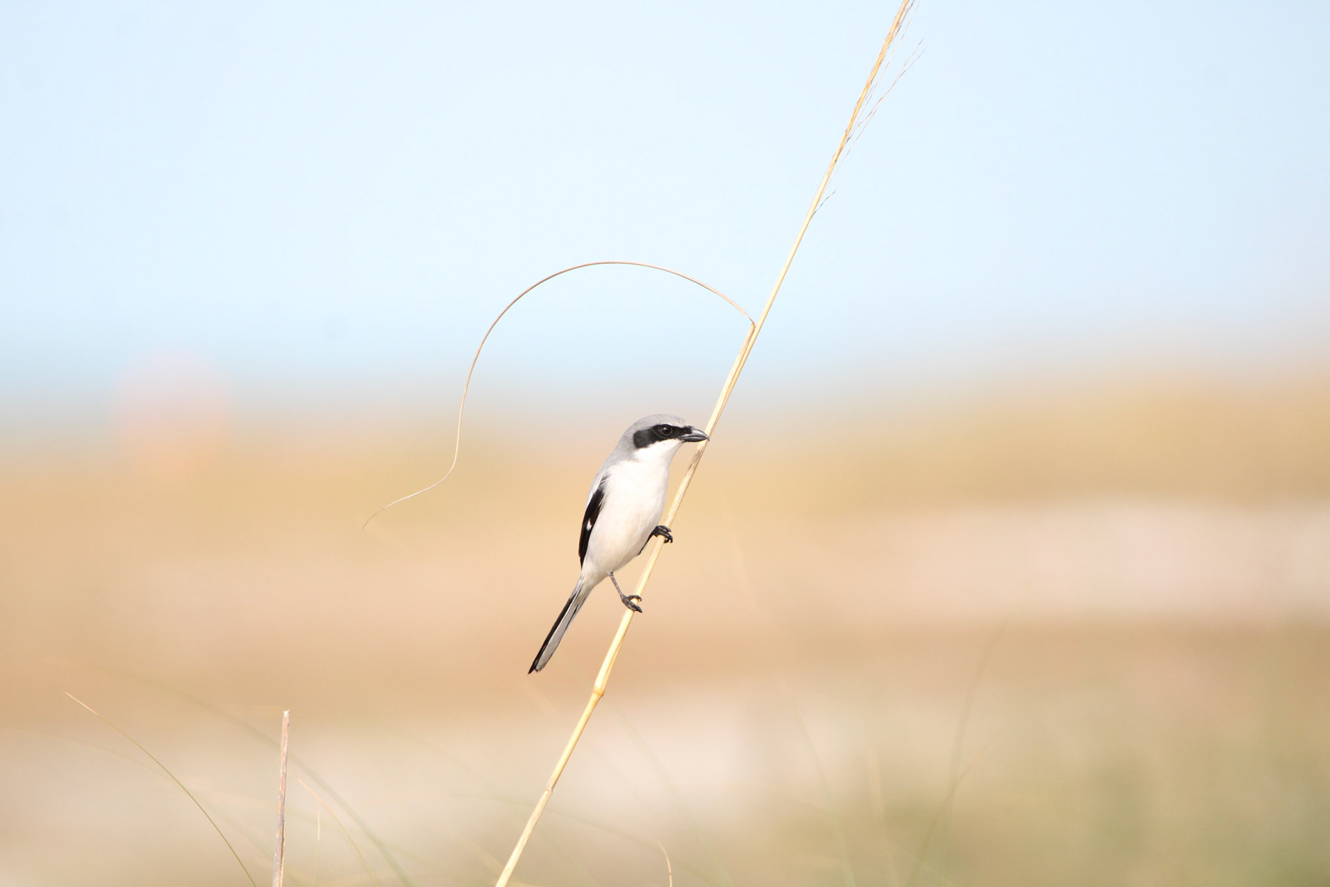 Loggerhead Shrike