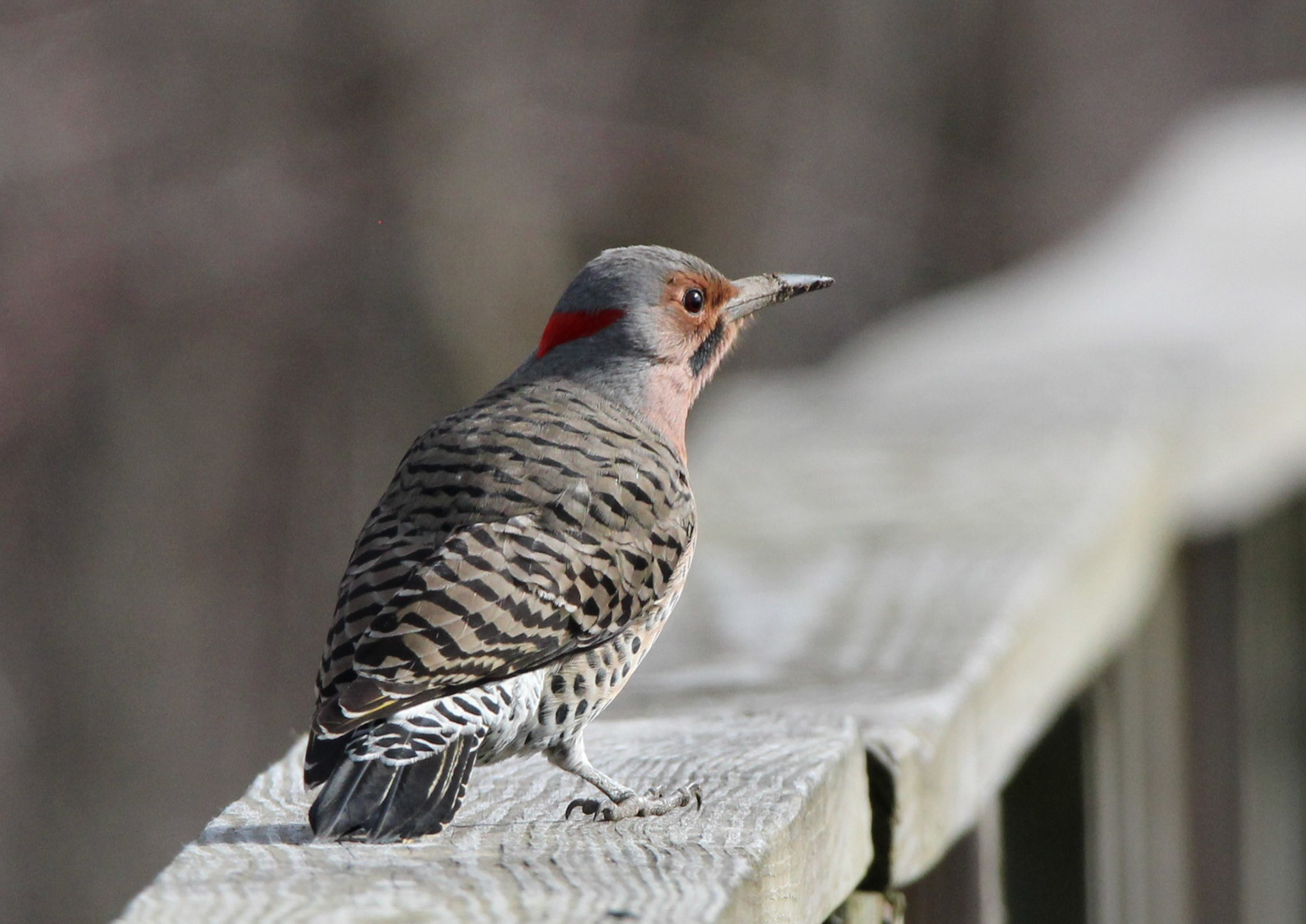 Northern Flicker