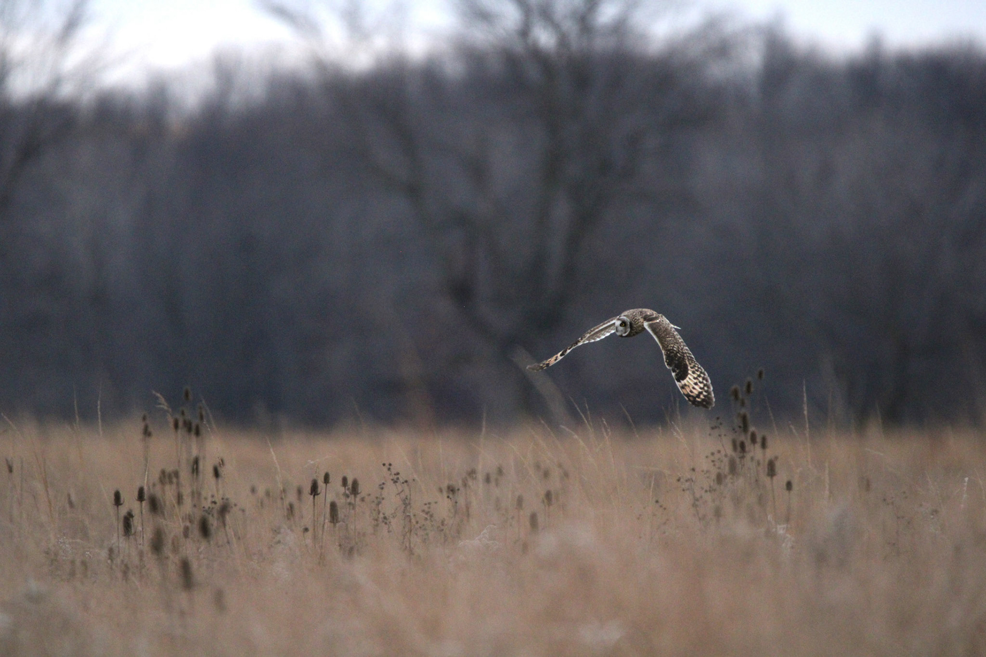 Short-eared Owl