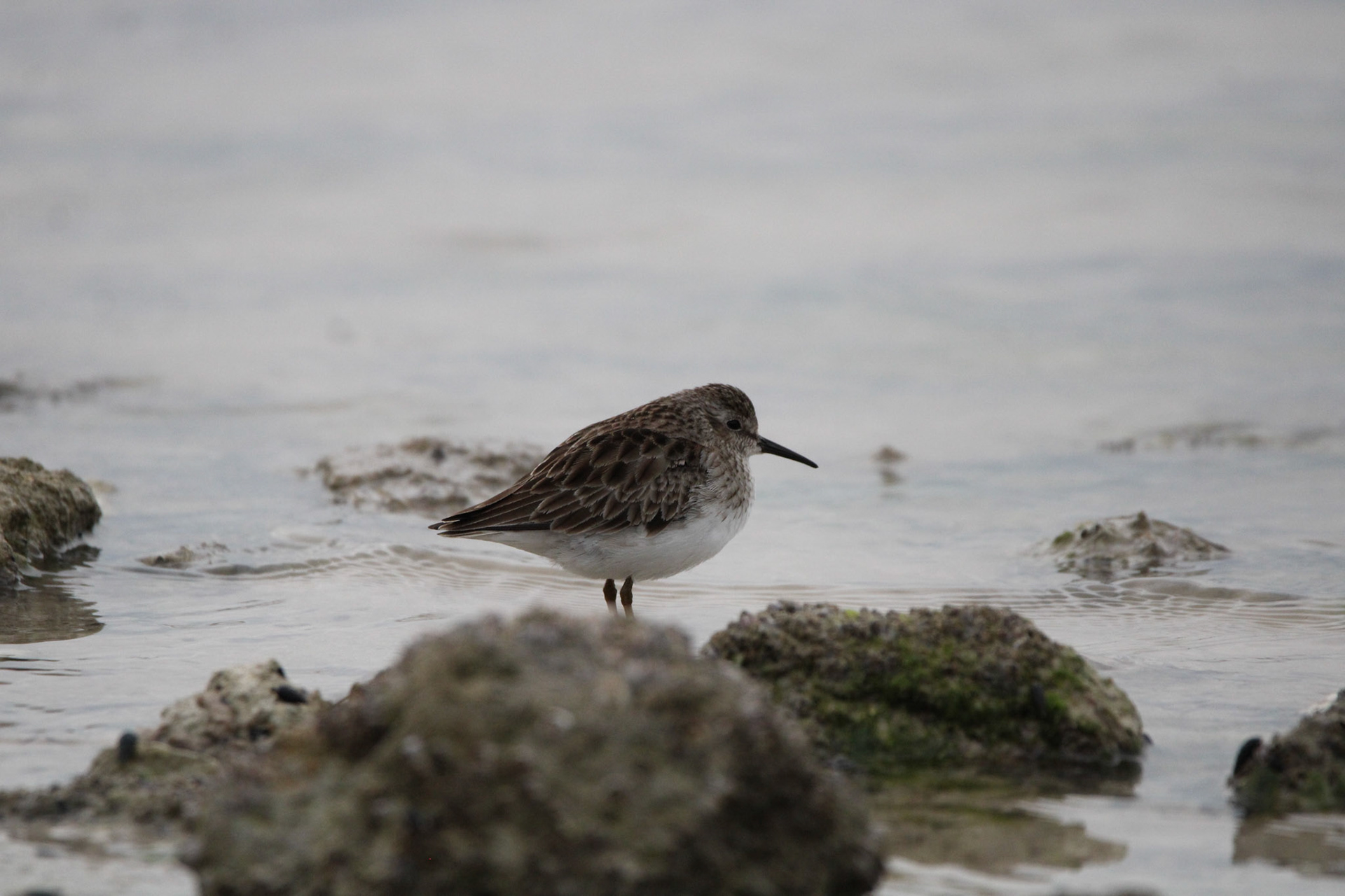Least Sandpiper