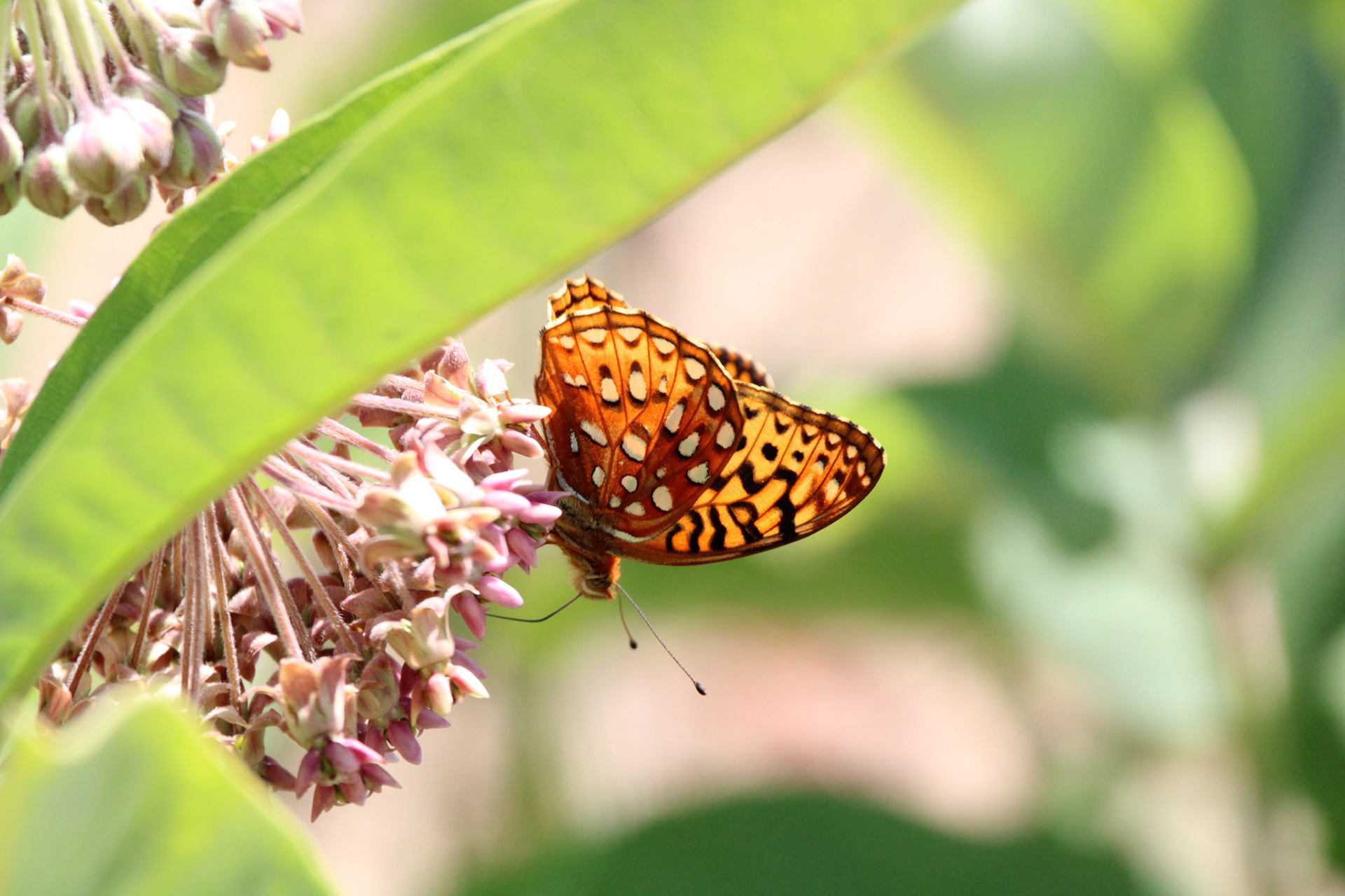 Great Spangled Fritillary