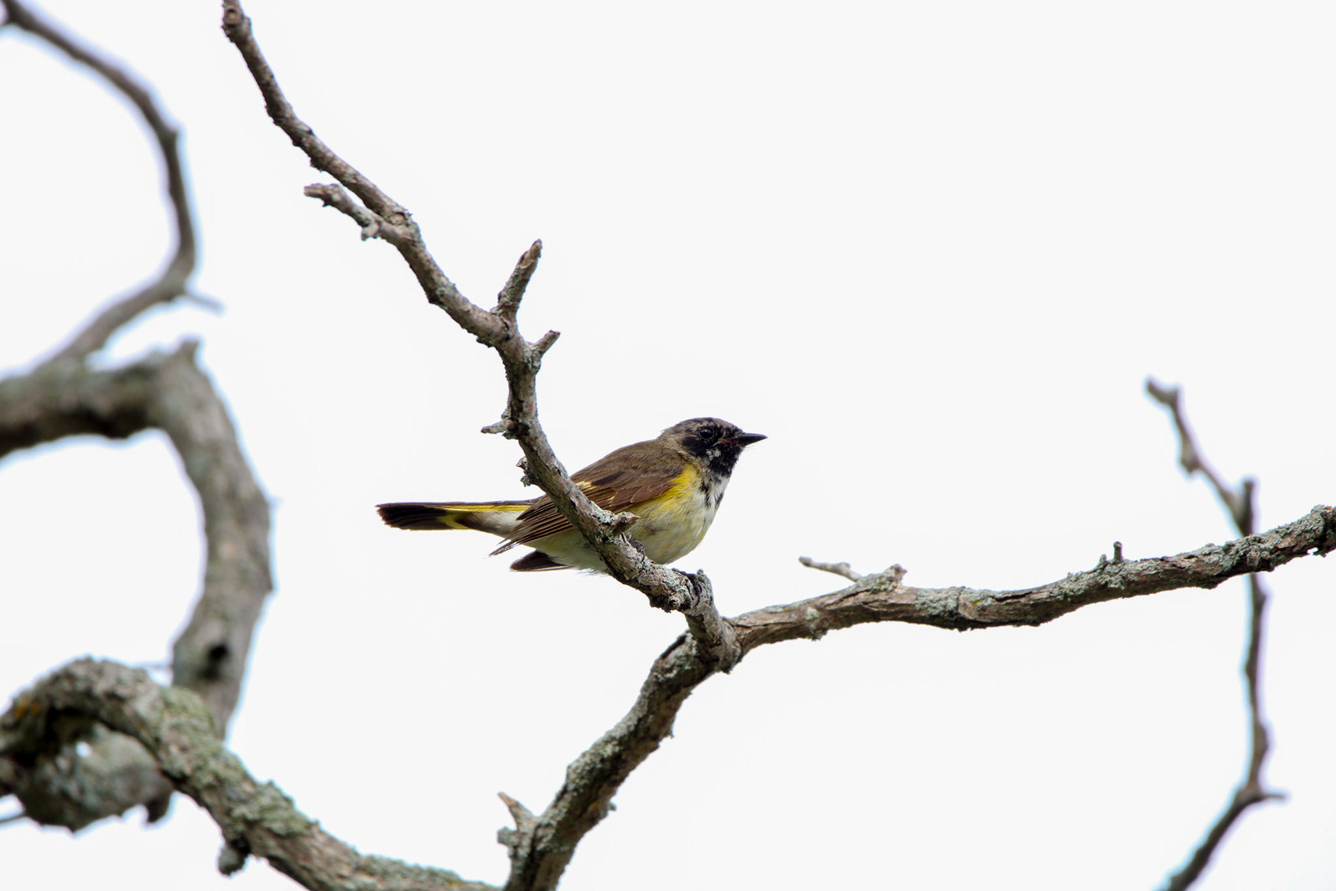 American Redstart