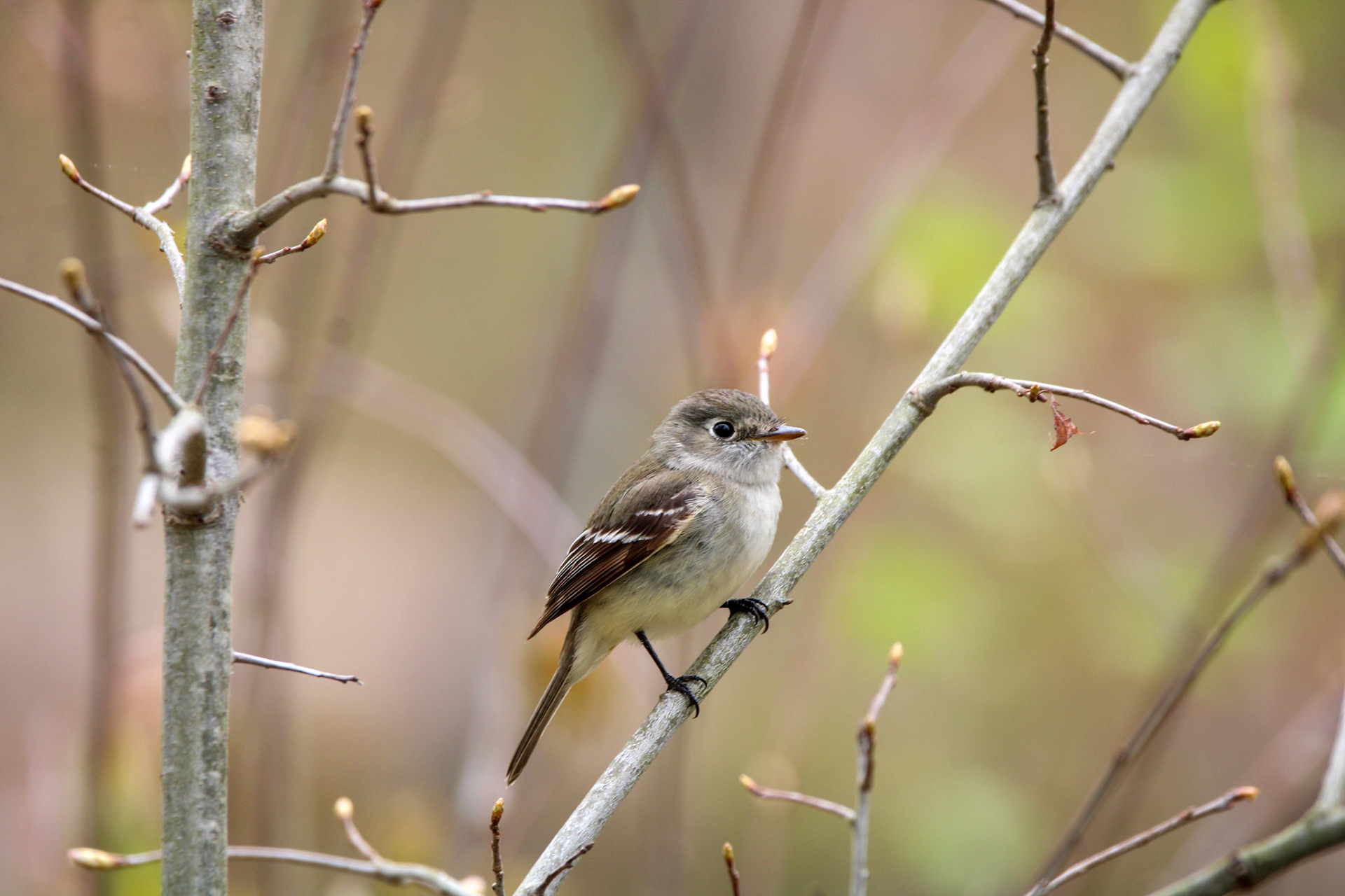 Least Flycatcher