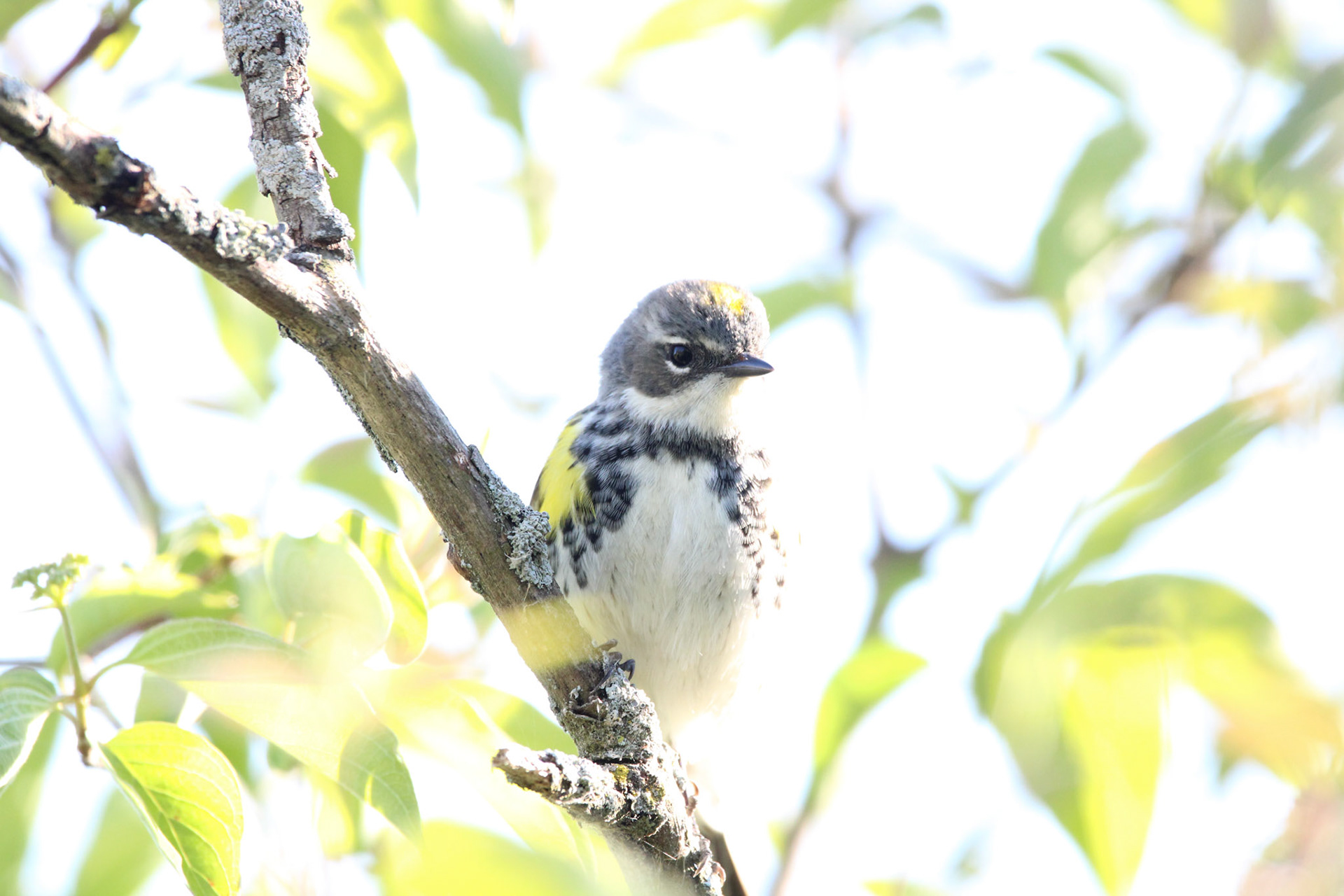 Yellow-rumped Warbler