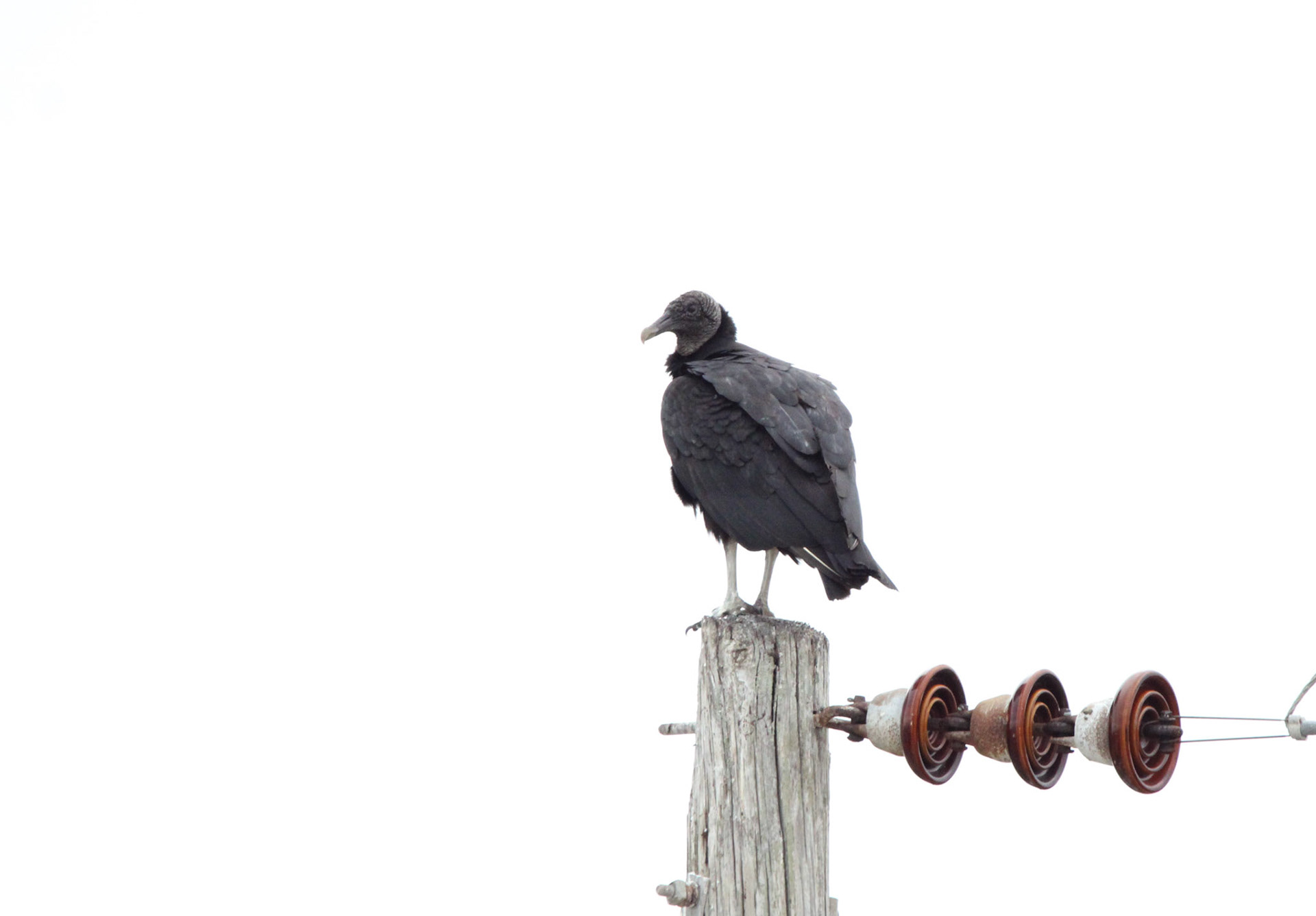 Black Vulture