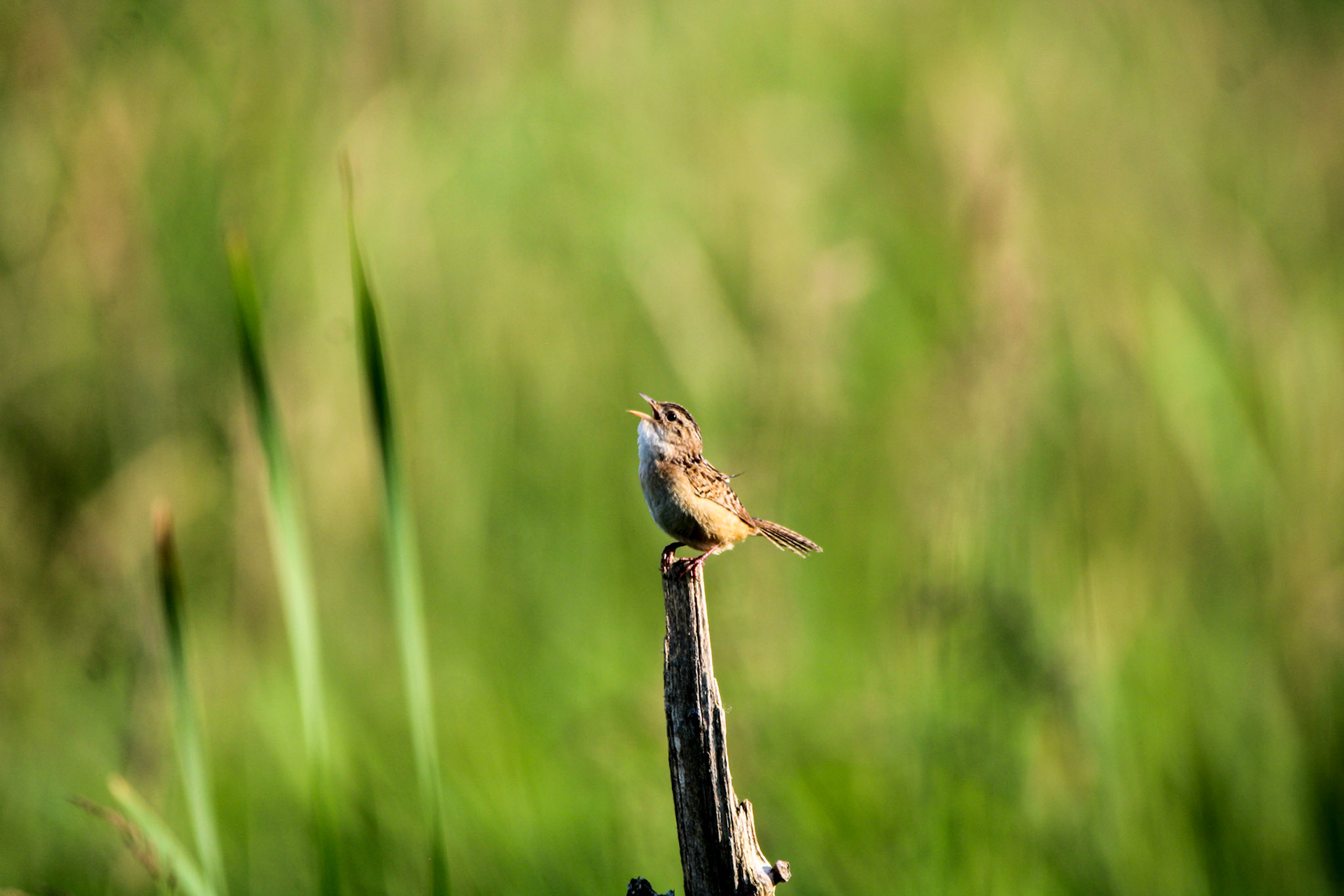 Sedge Wren