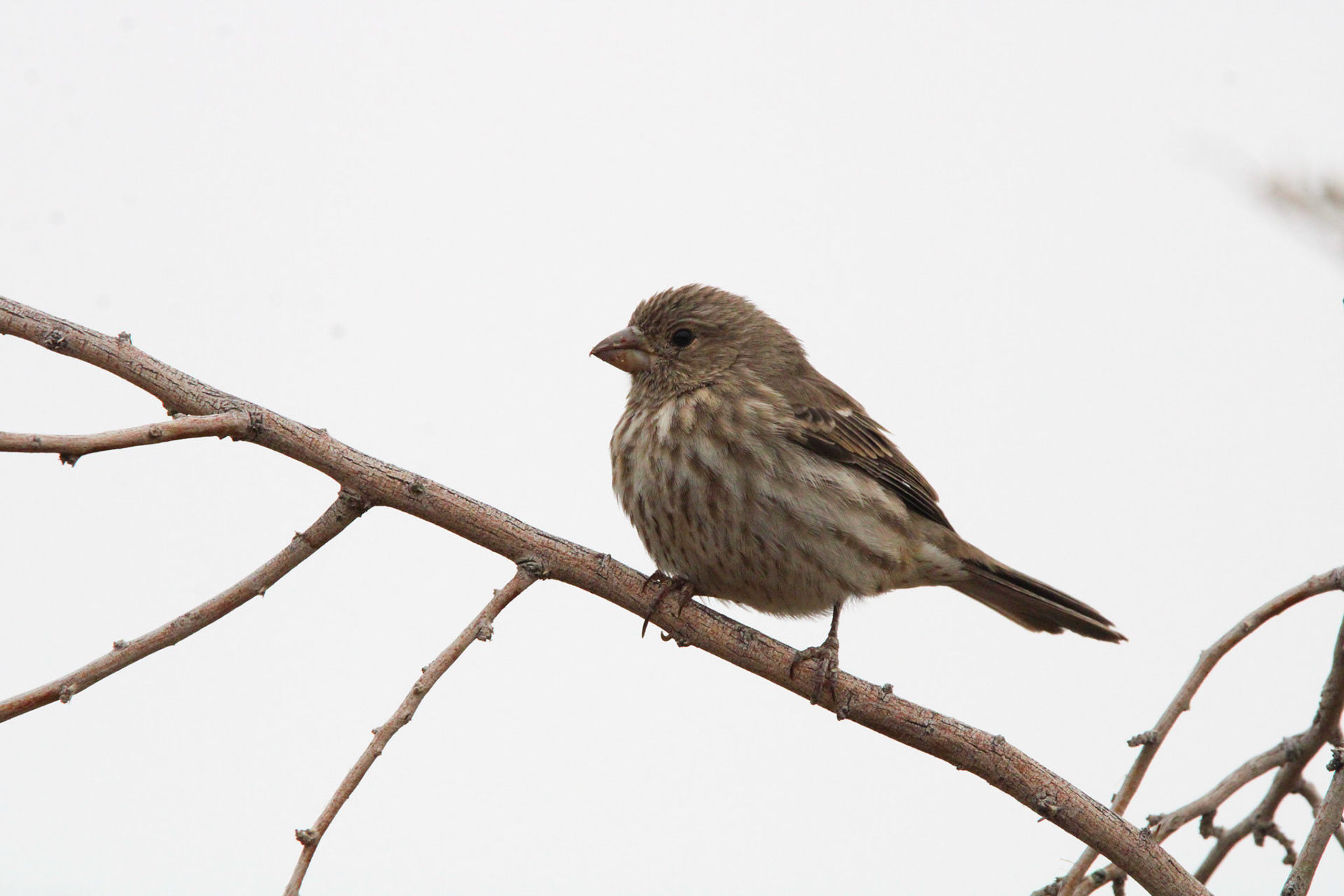 House Finch