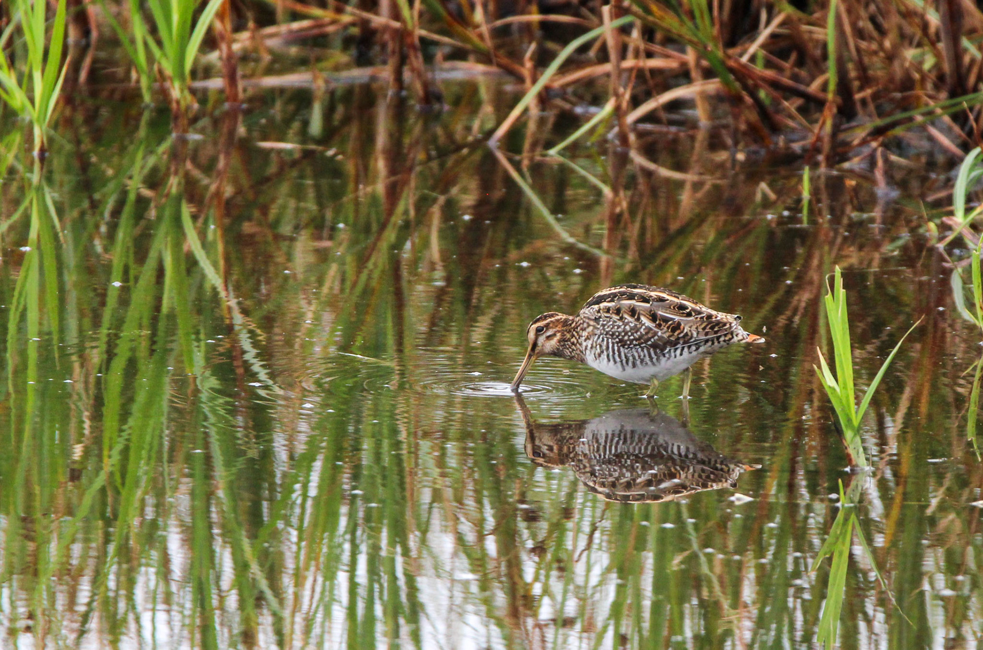 Wilson's Snipe - Rodeo Lagoon