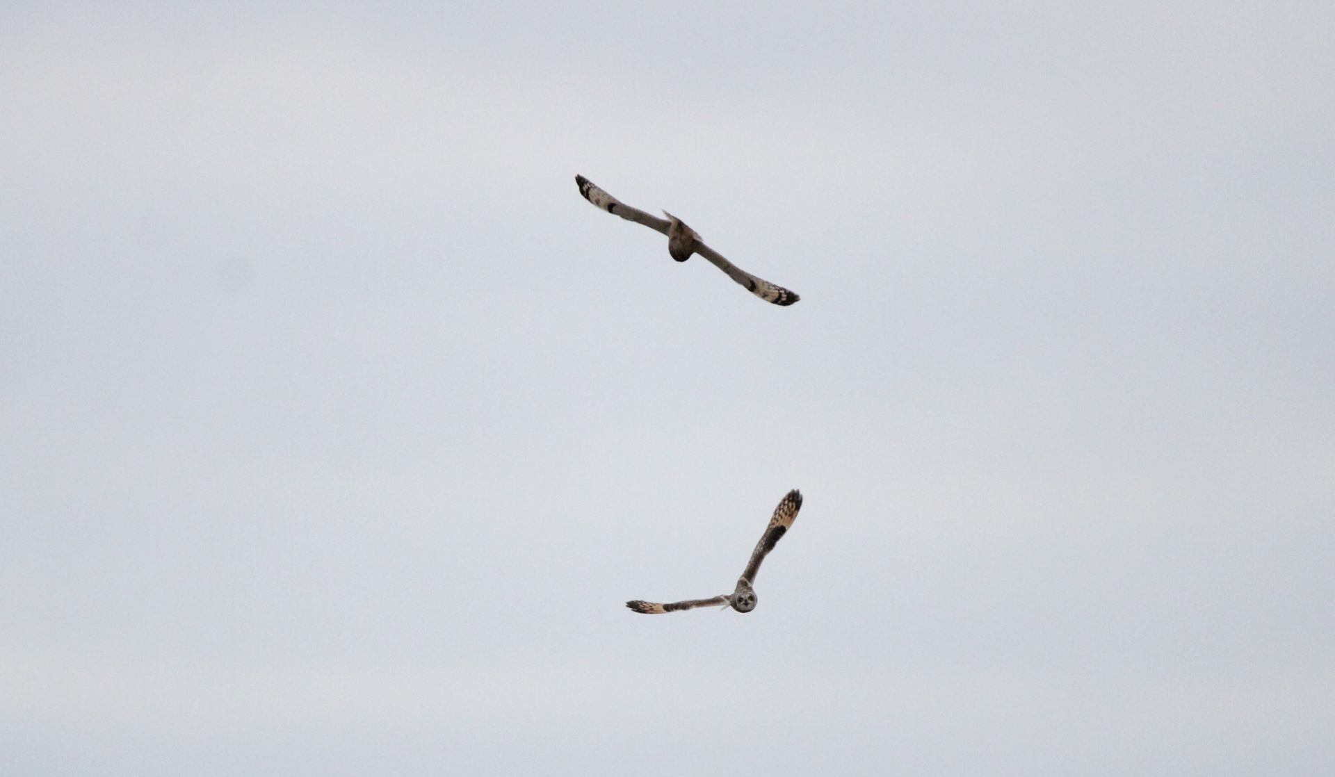Short-eared Owls
