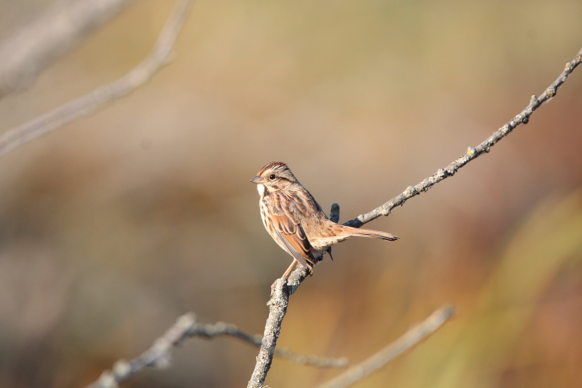 Song Sparrow