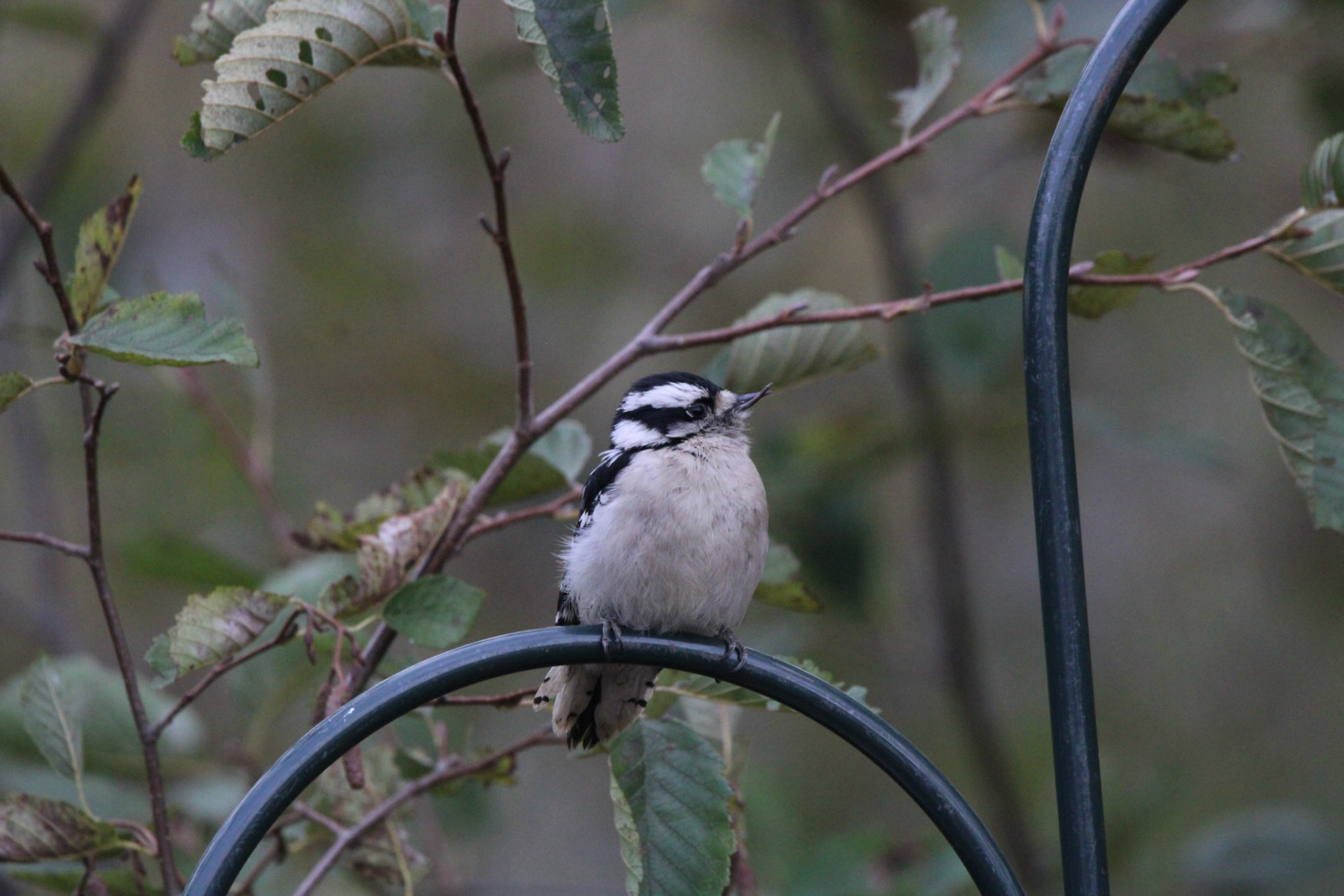 Downy Woodpecker