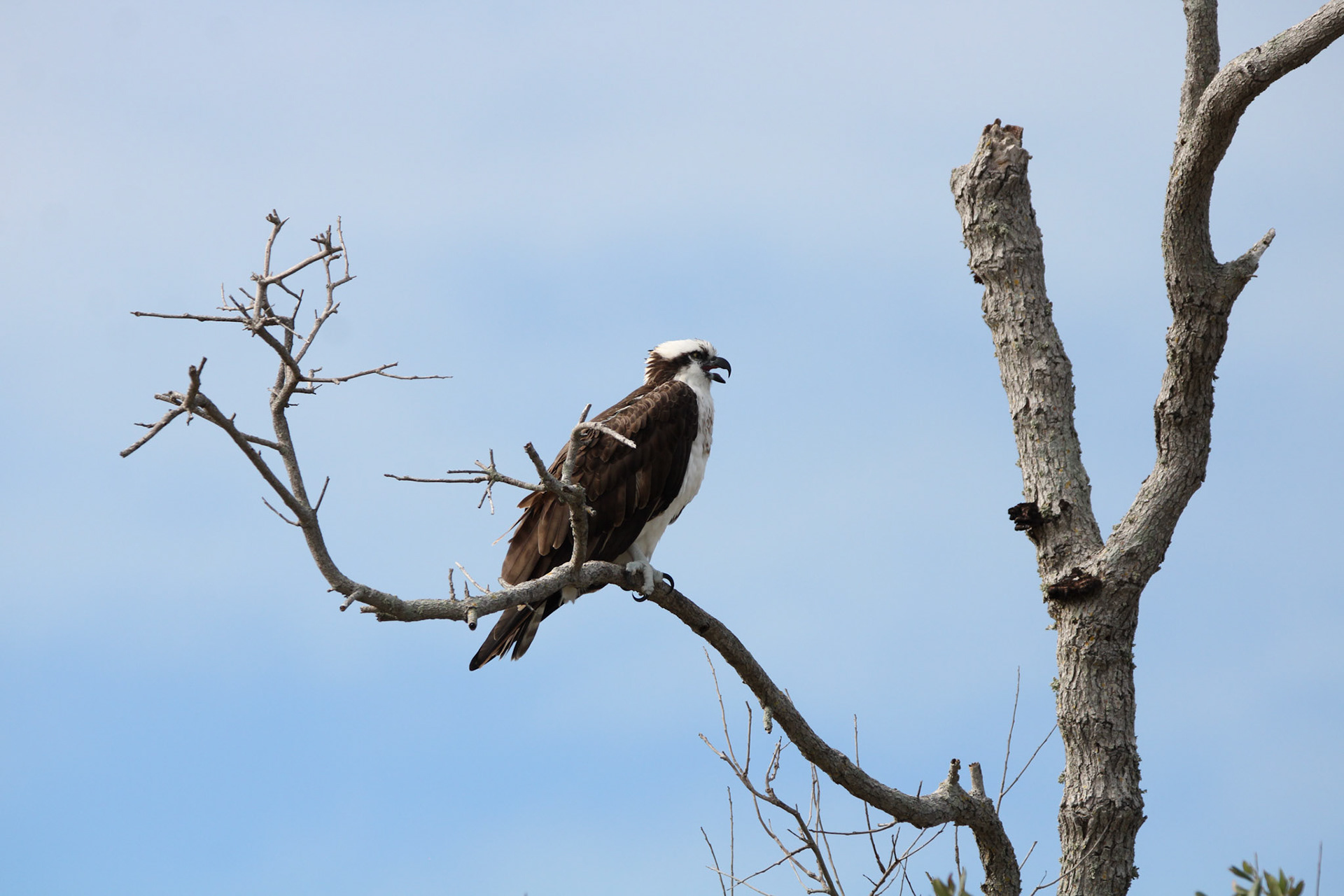 Osprey