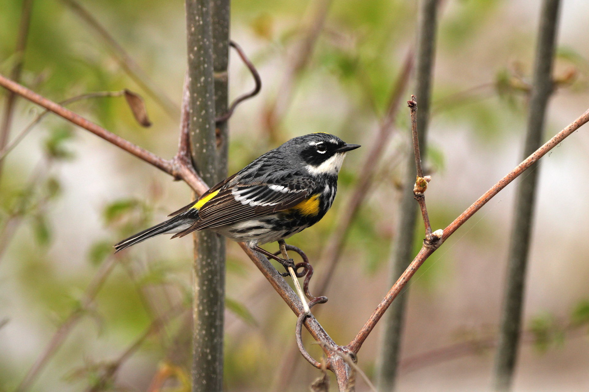 Yellow-rumped Warbler