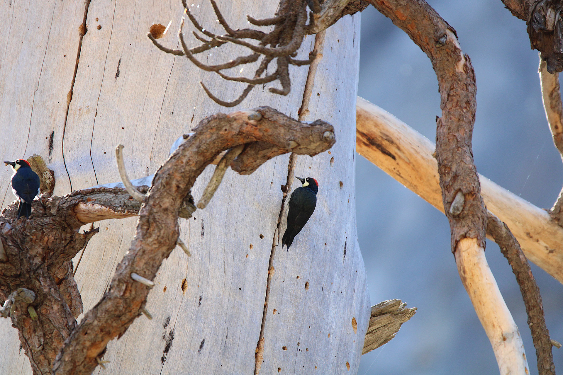 Acorn Woodpecker - Yosemite Valley