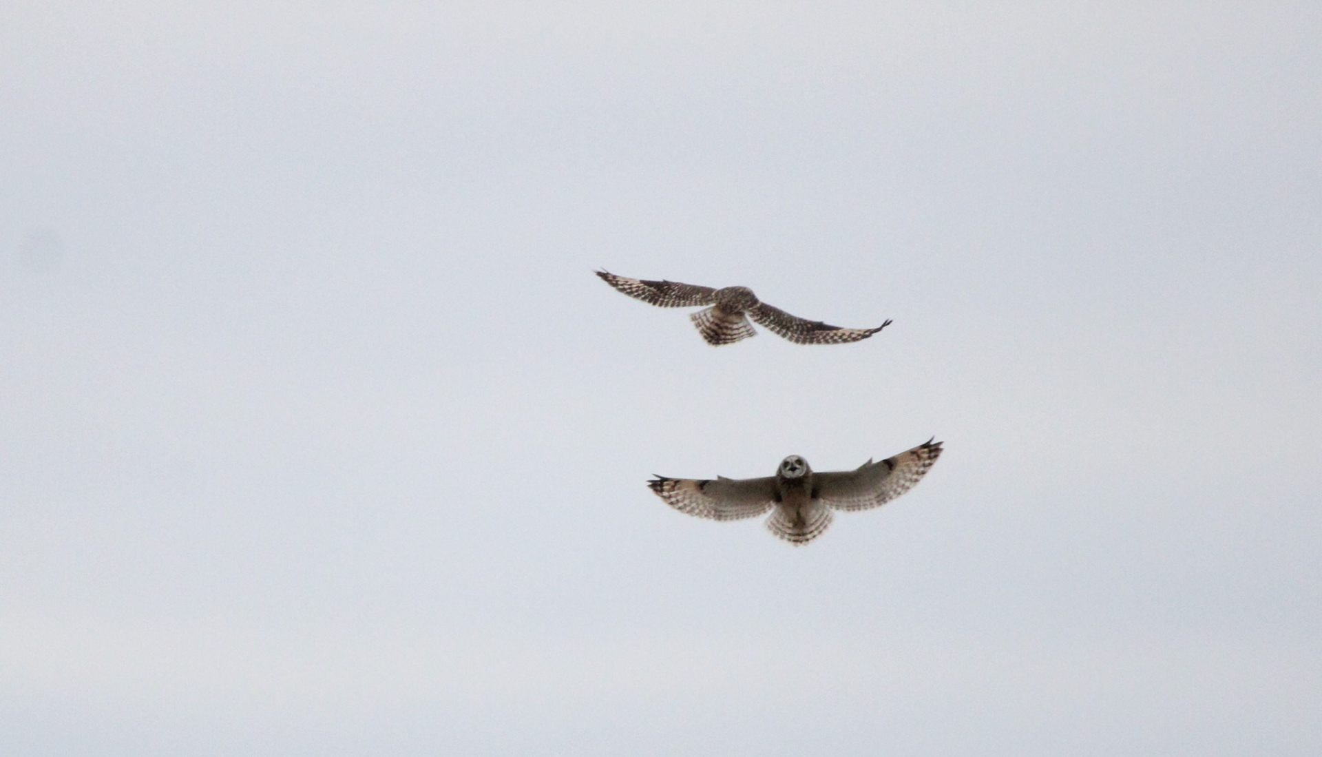 Short-eared Owls