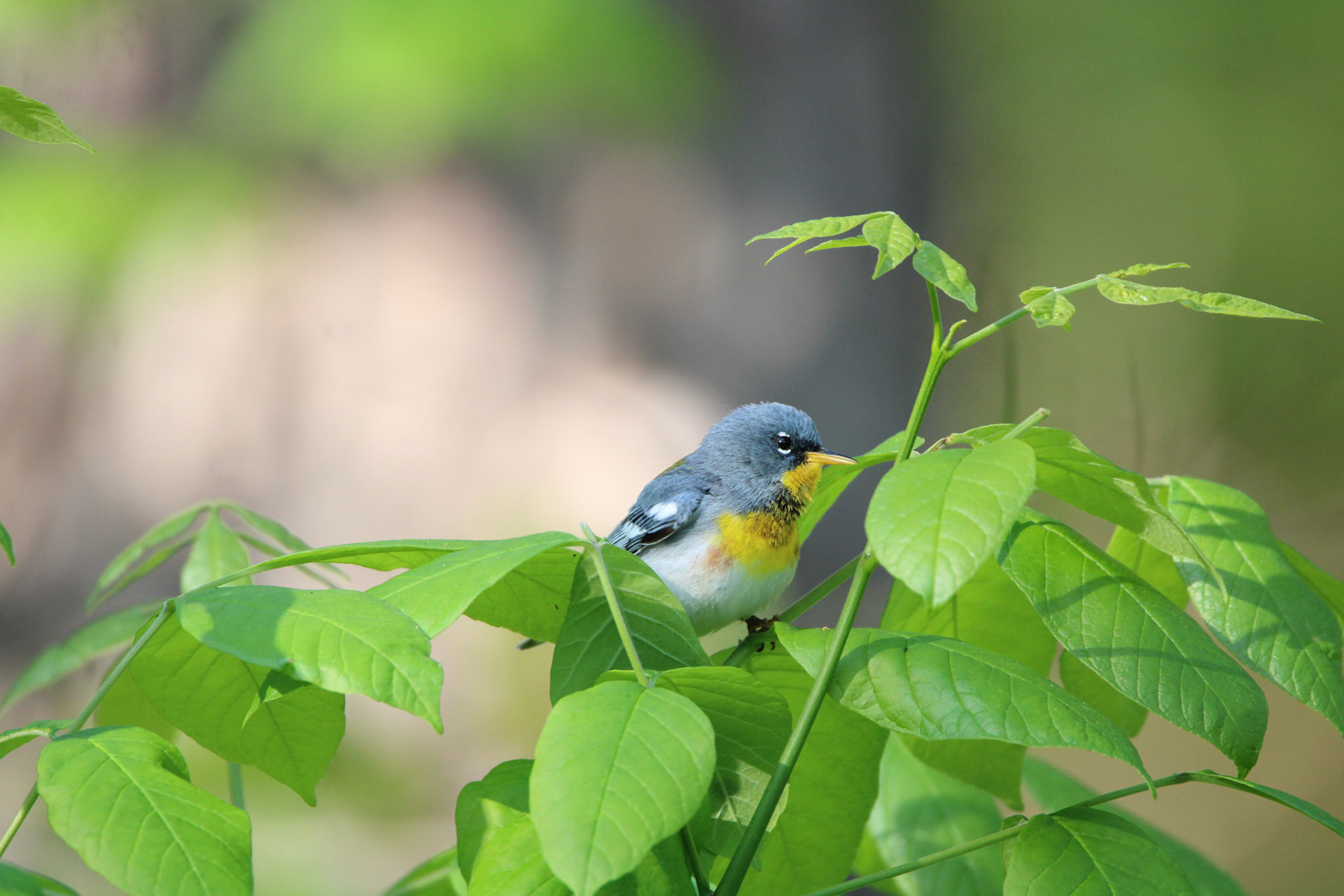 Northern Parula
