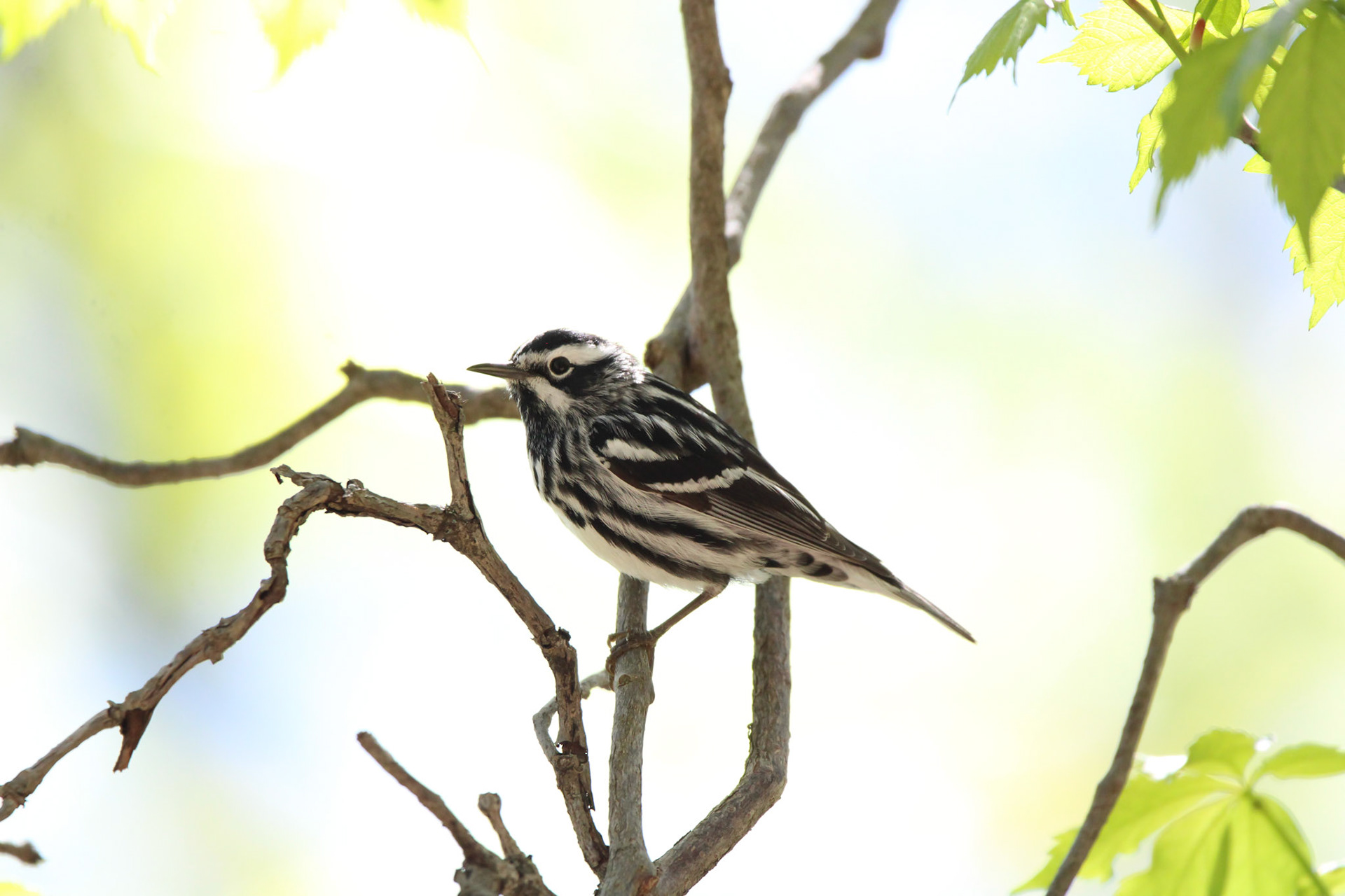 Black-and-white Warbler