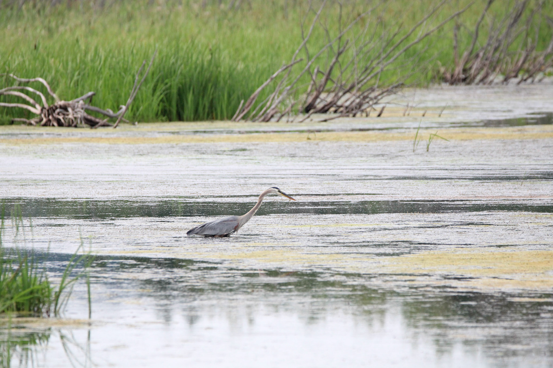 Great Blue Heron