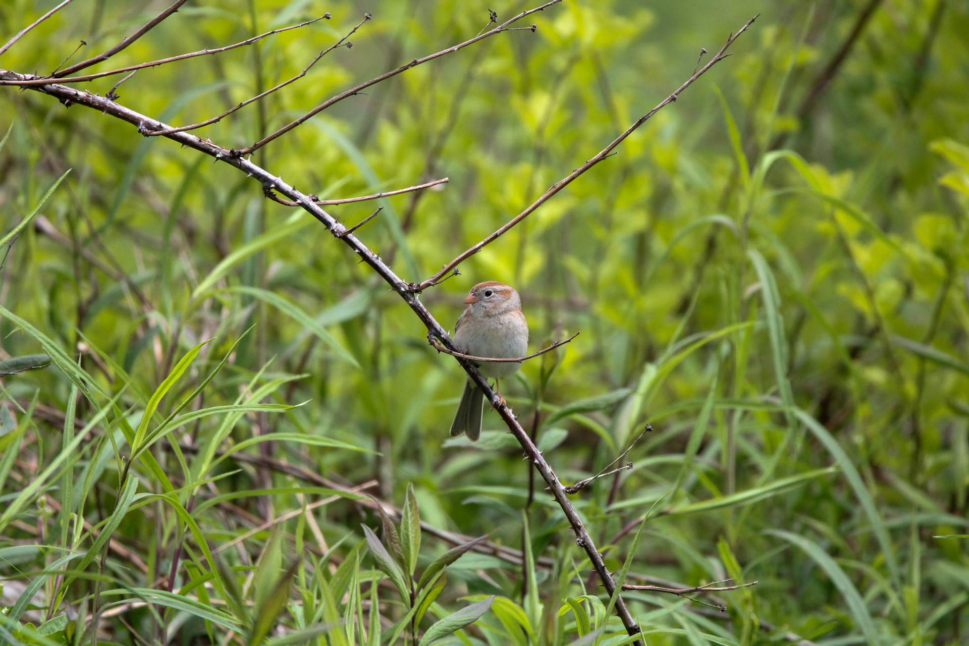 Field Sparrow