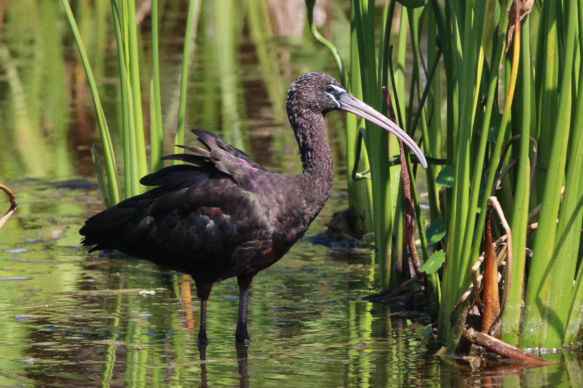 Glossy Ibis - Wakodahatchee Wetlands