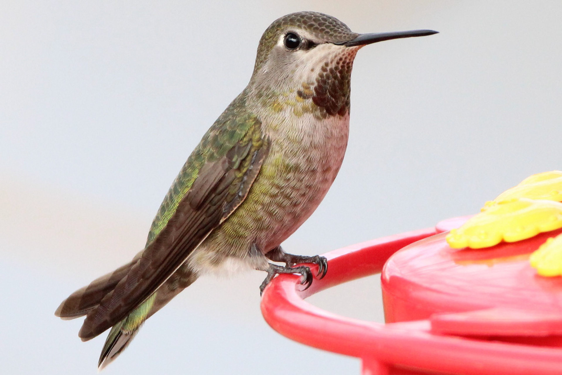Anna's Hummingbird