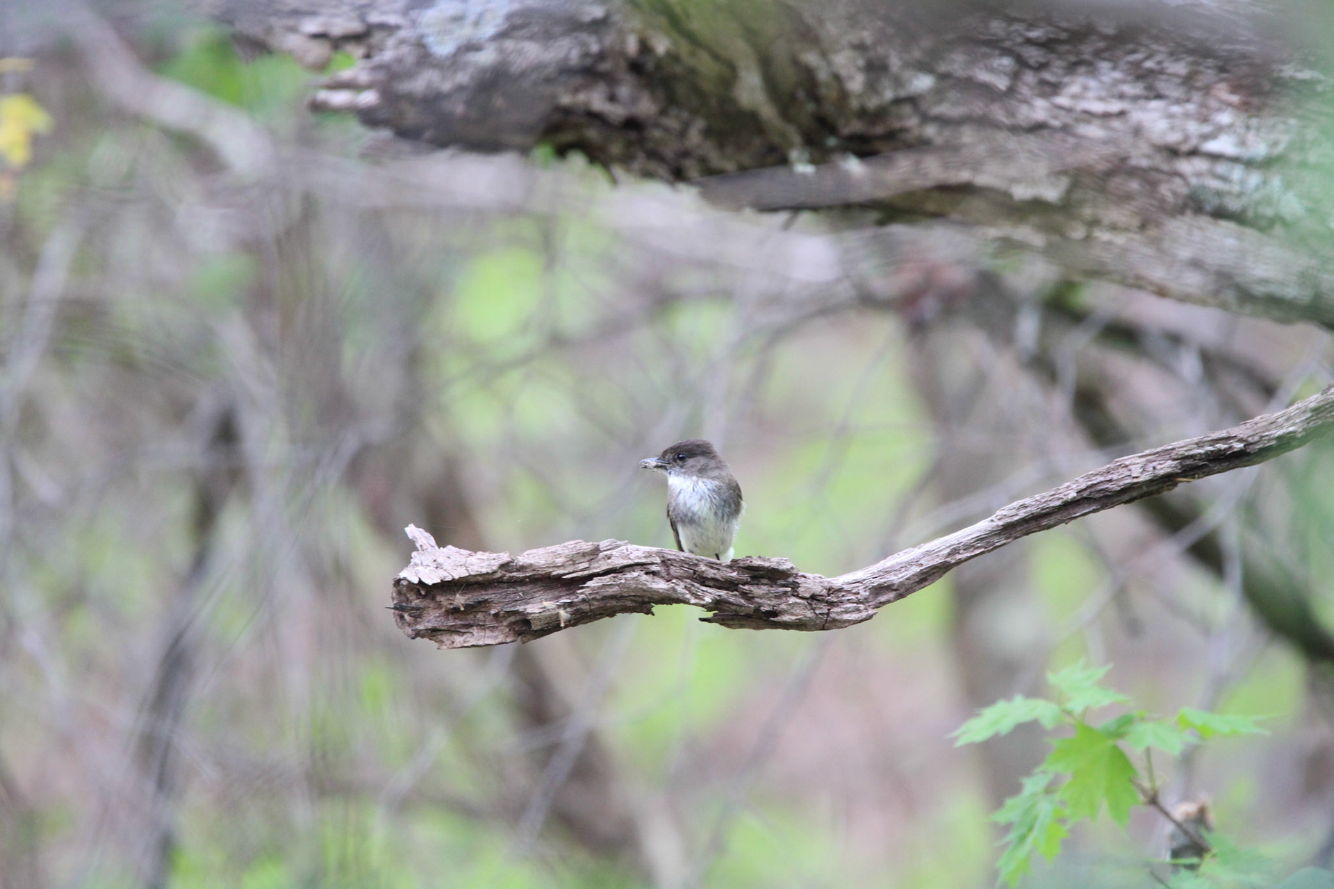 Unknown Flycatcher