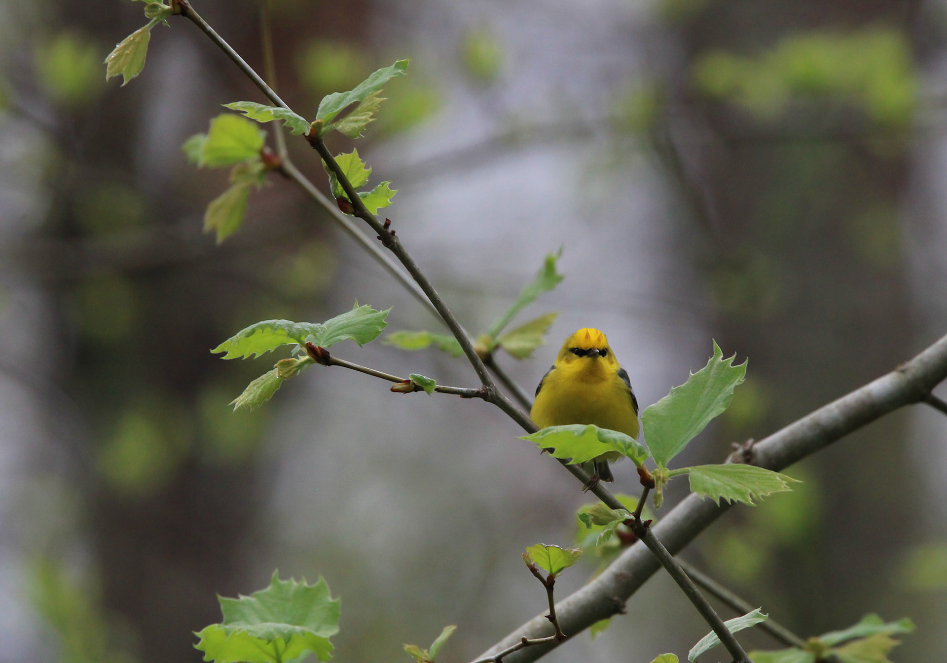 Blue-winged Warbler