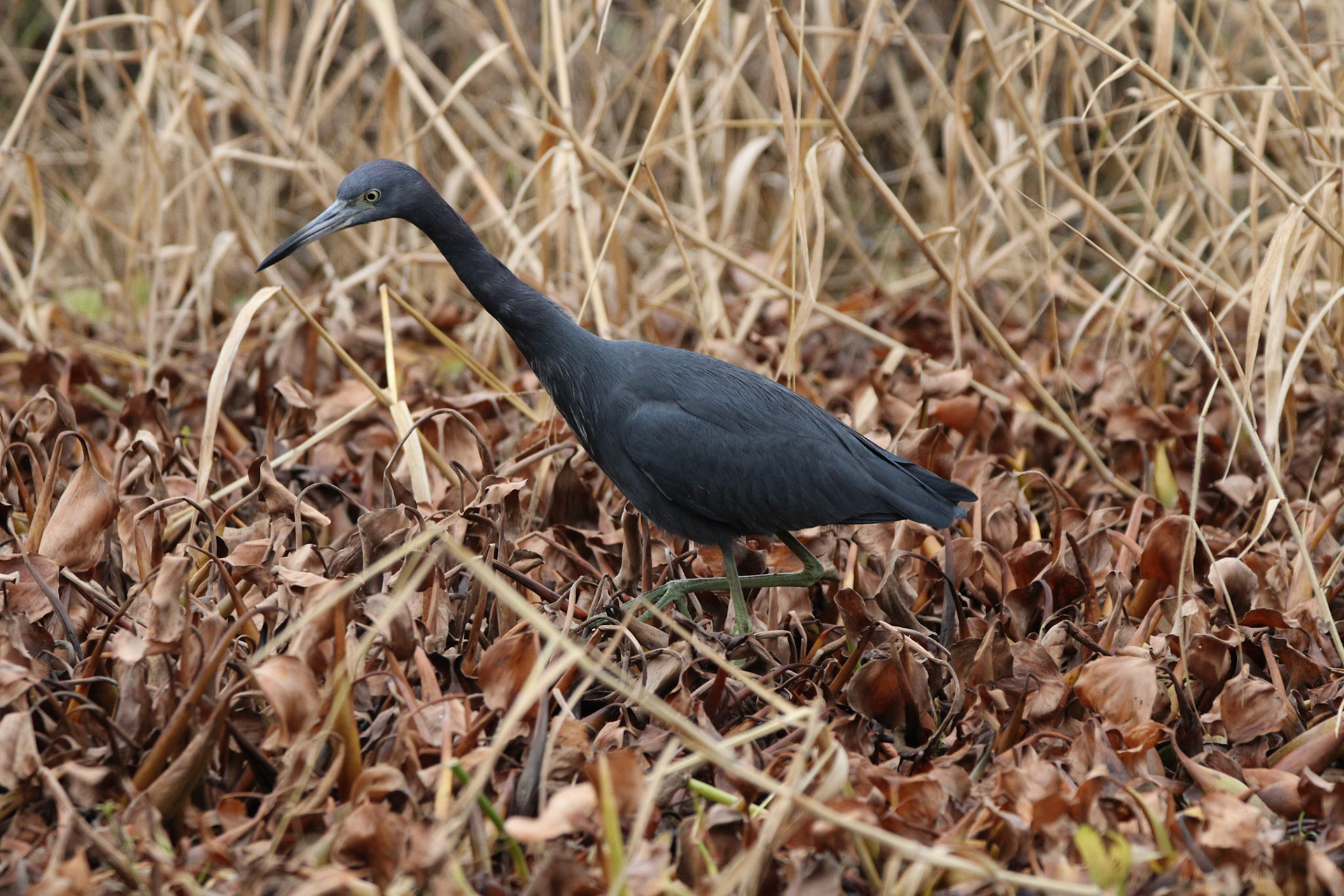 Little Blue Heron