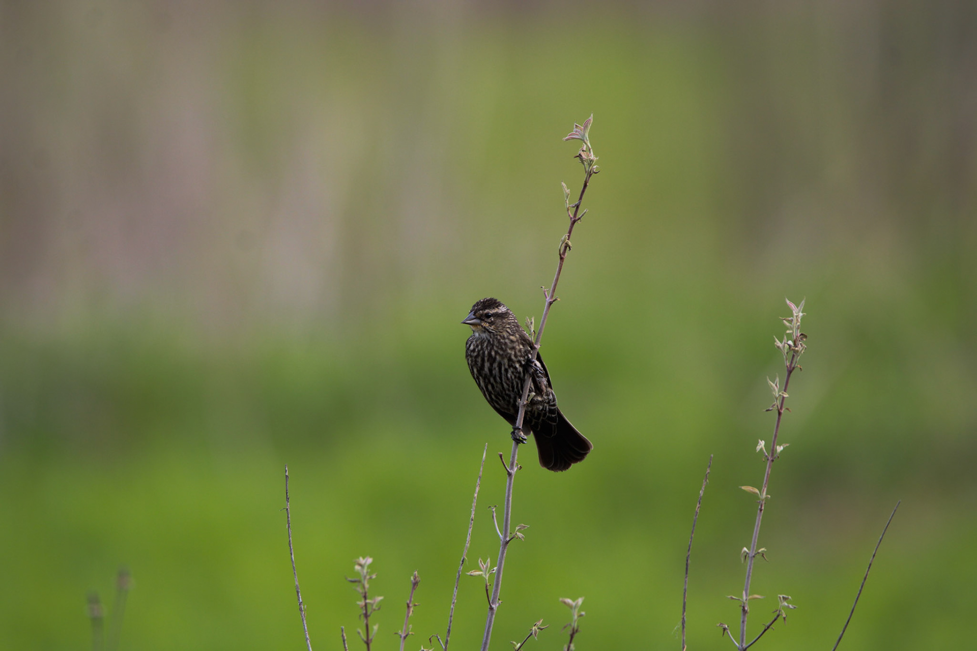 Red-winged Blackbird (F)