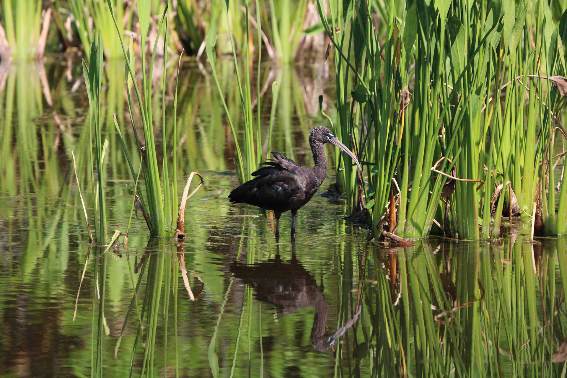 Glossy Ibis - Wakodahatchee Wetlands