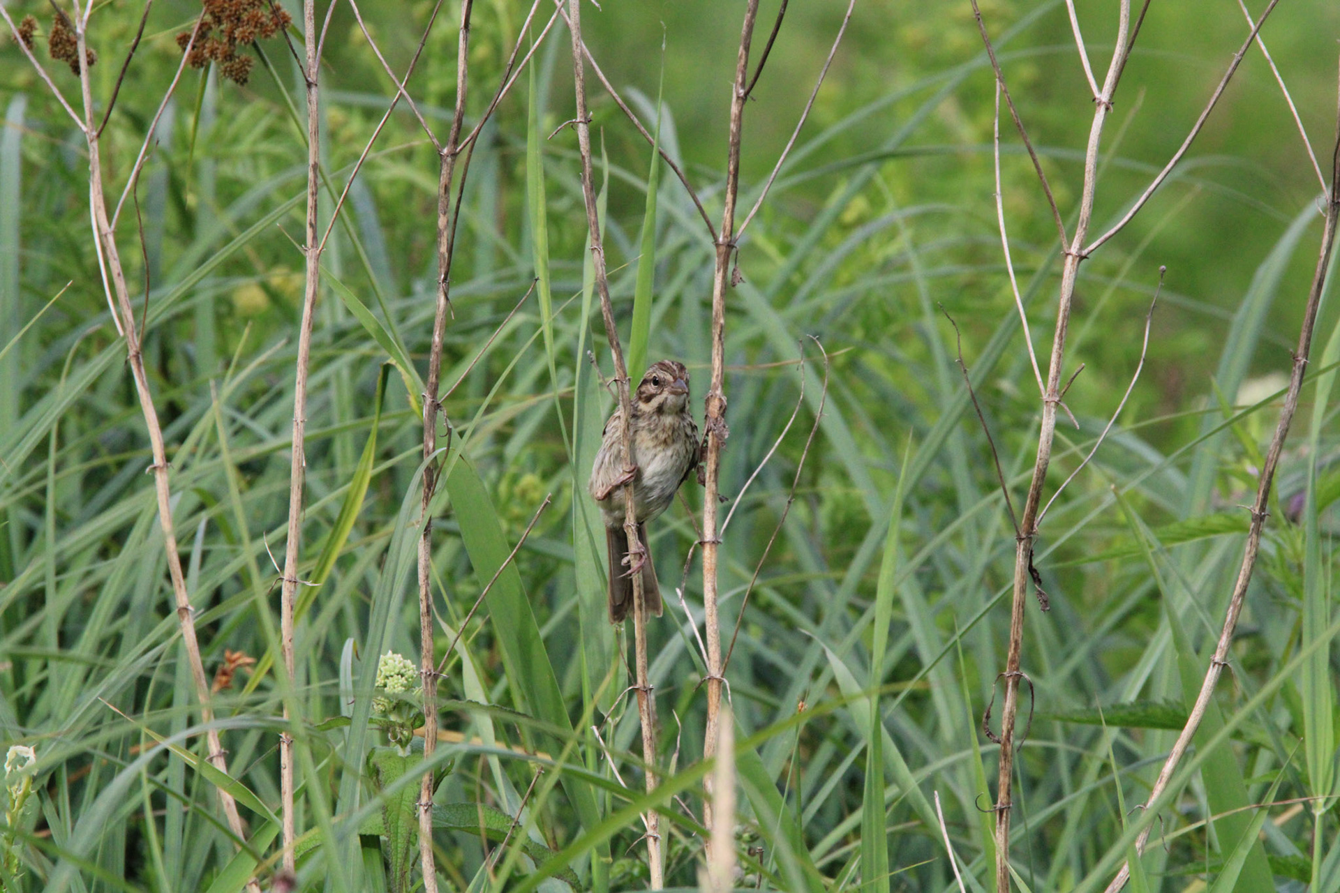 Song Sparrow