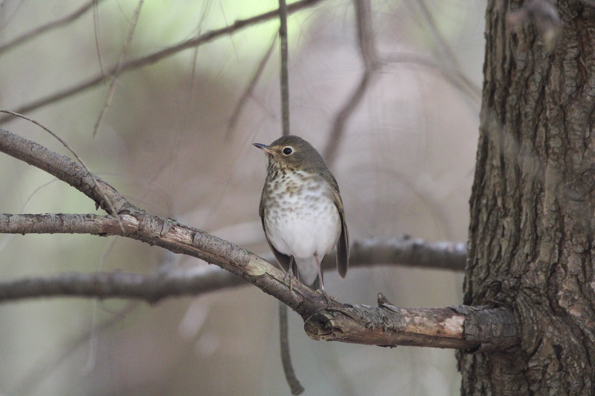 Swainson's Thrush?