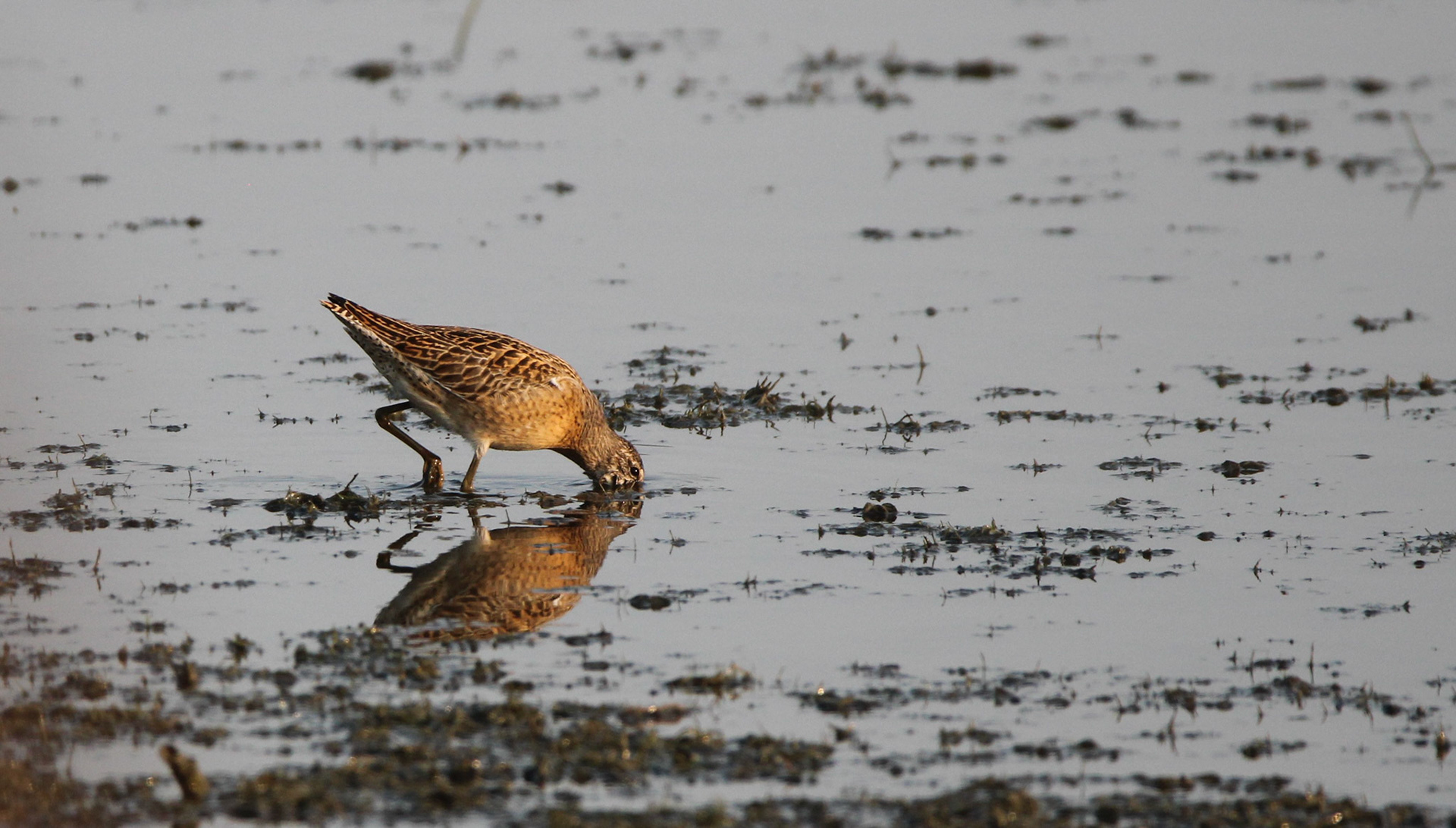 Short-billed Dowitcher