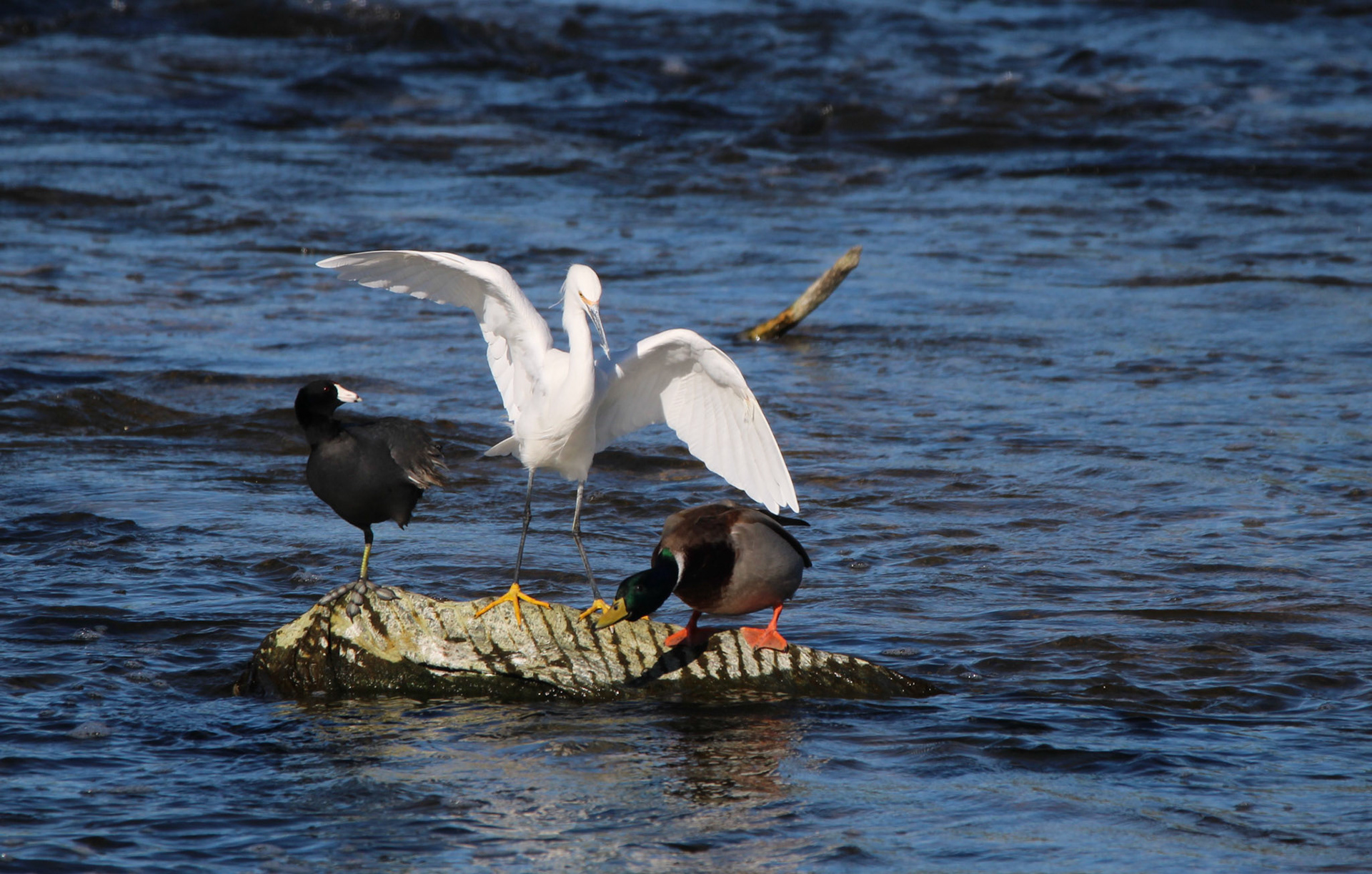 American Coot, Snowy Egret and Mallard