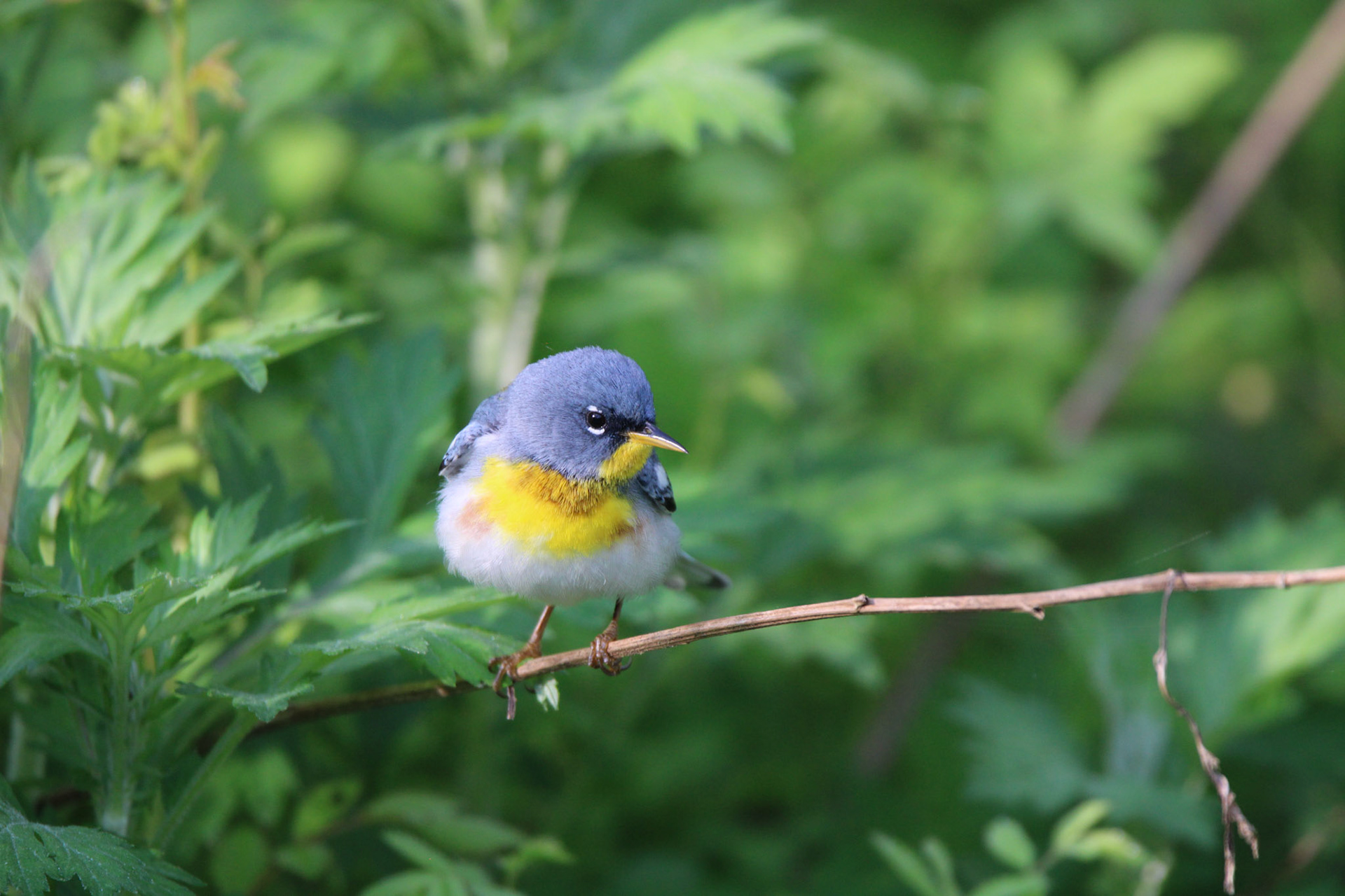 Northern Parula