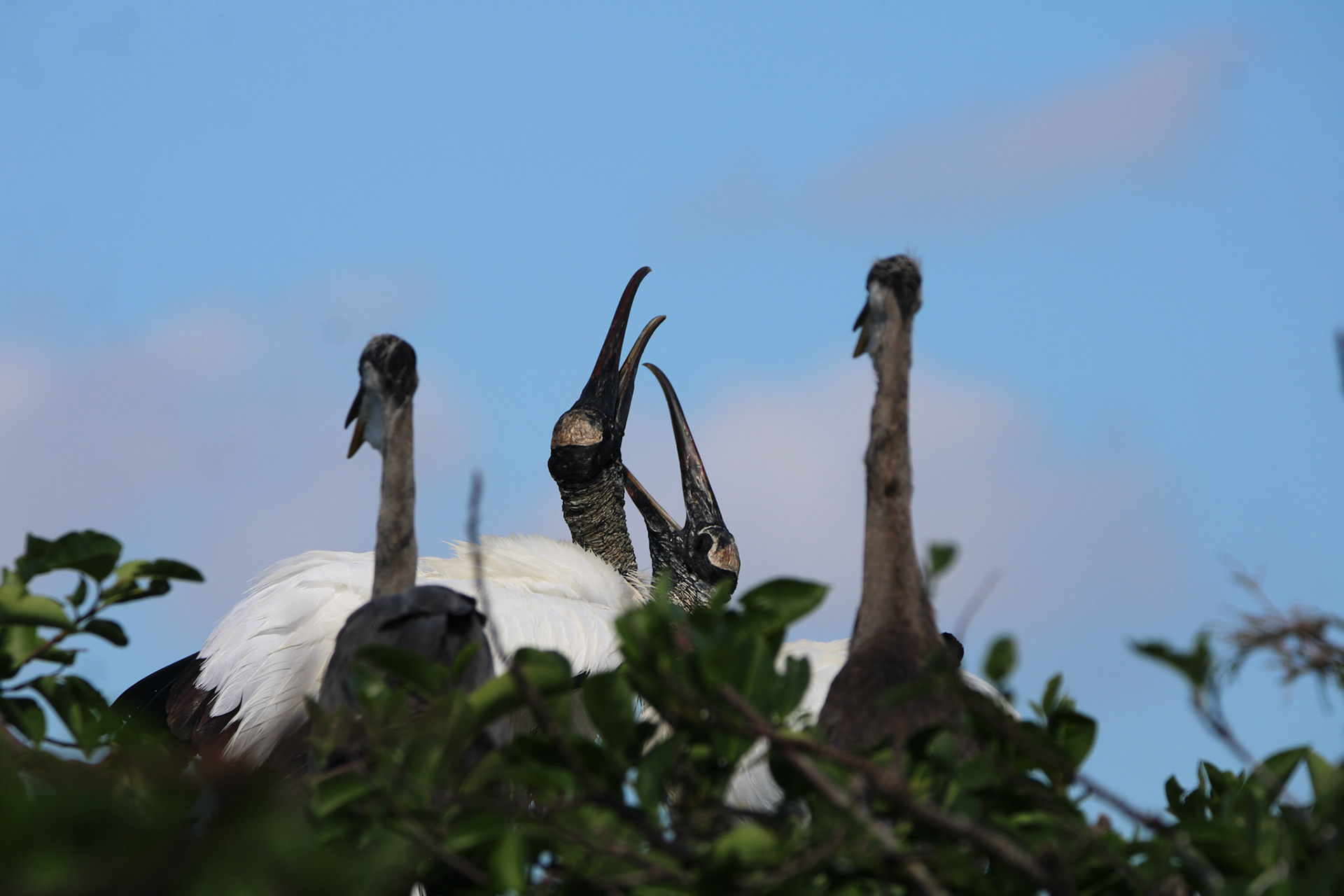 Wood Storks and Great Blue Heron - Wakodahatchee Wetlands