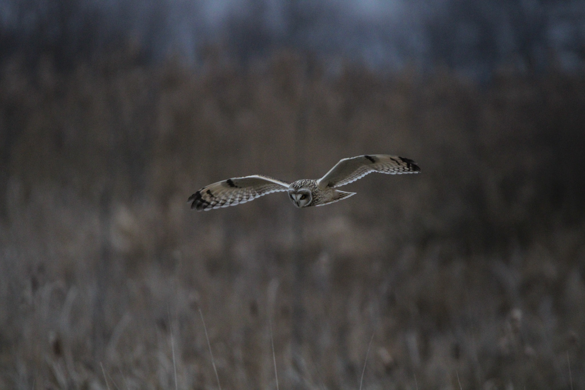 Short-eared Owl