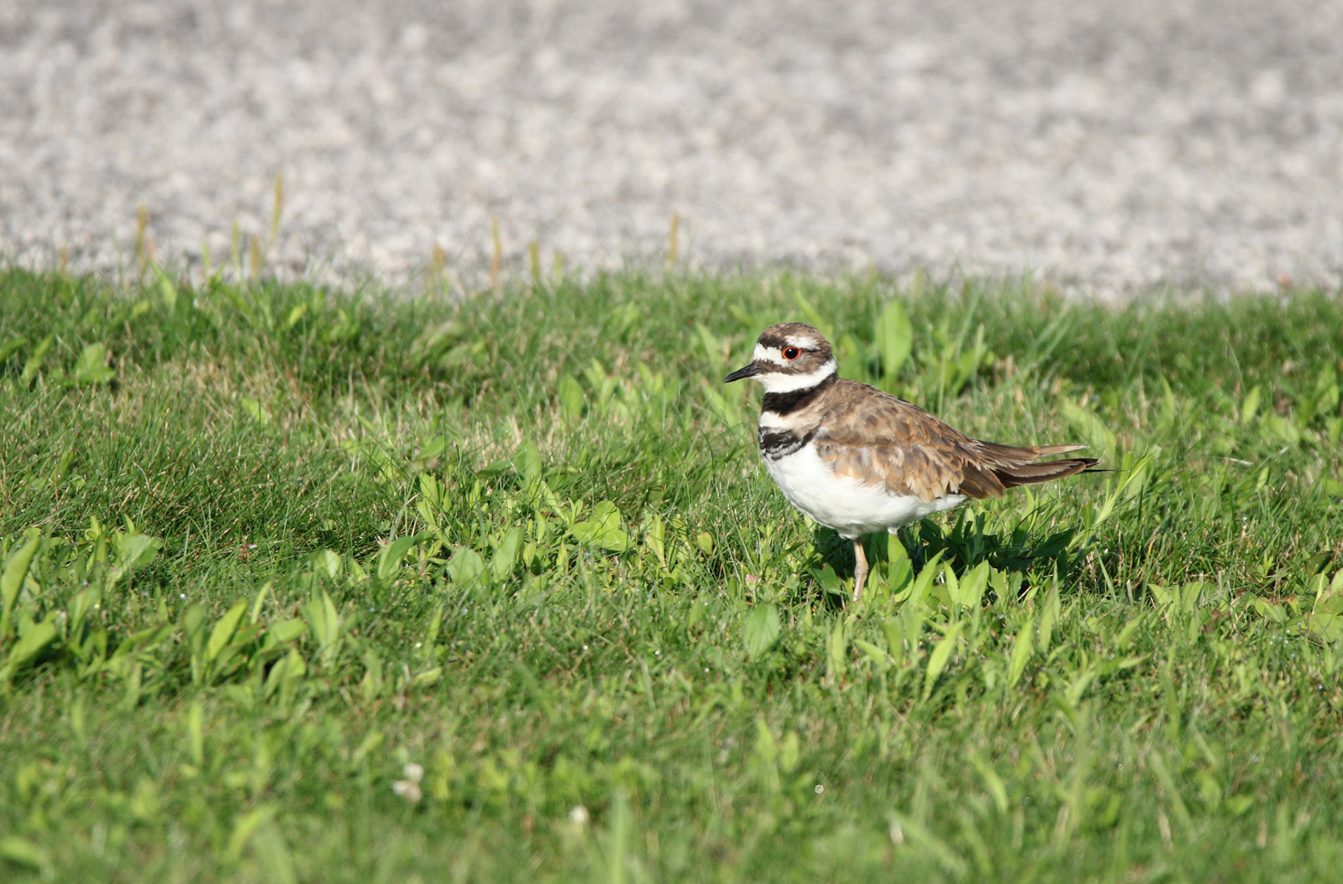 Killdeer