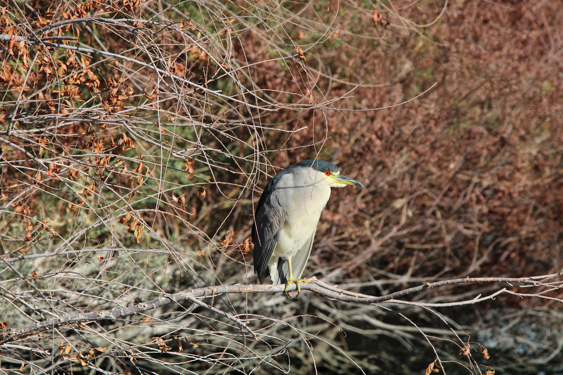 Black-crowned Night Heron