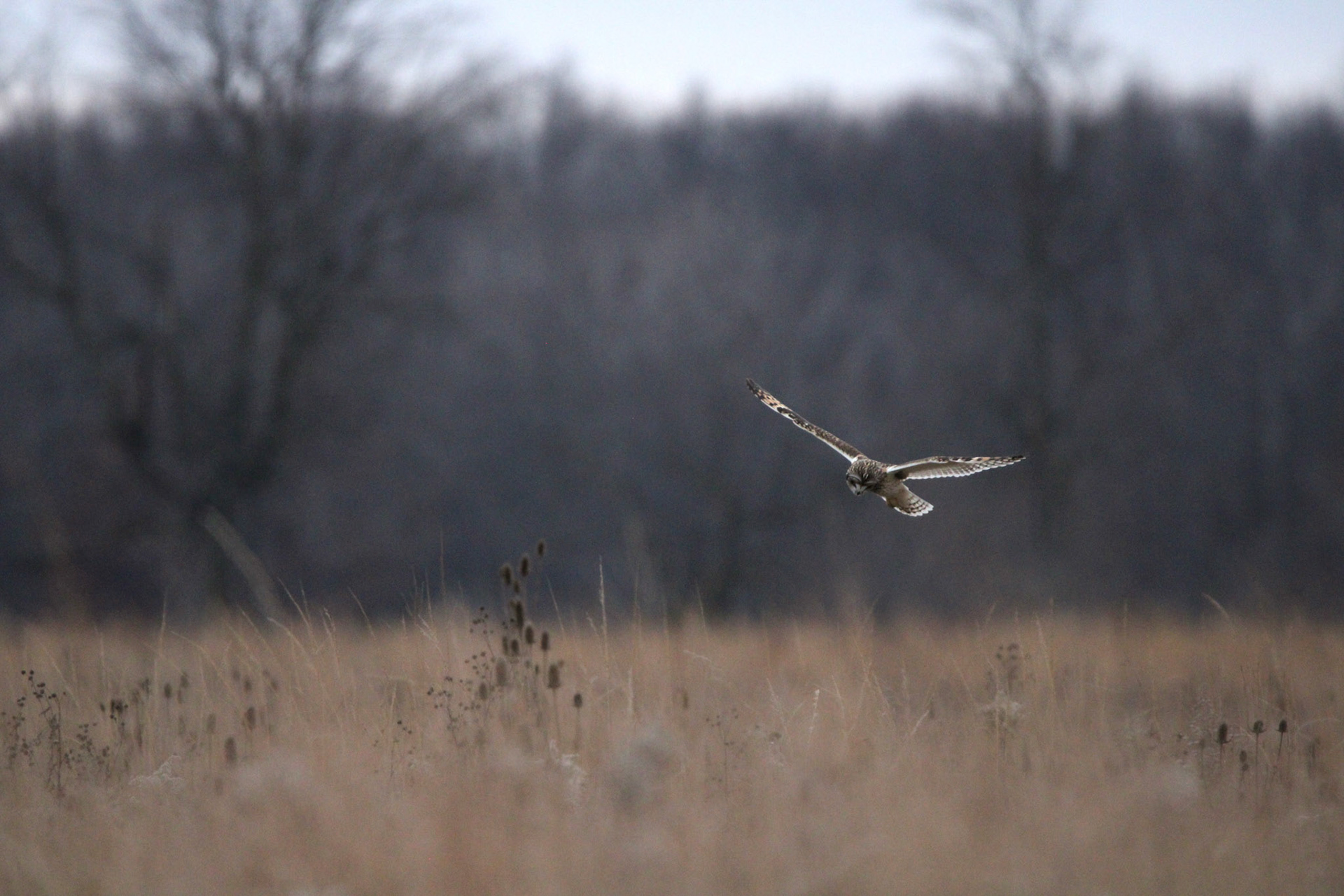 Short-eared Owl
