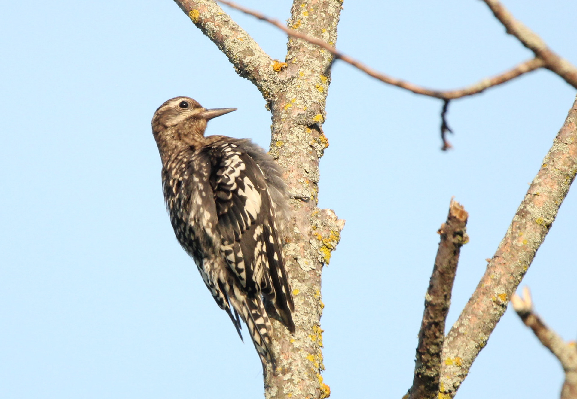 Yellow-bellied Sapsucker juvenile