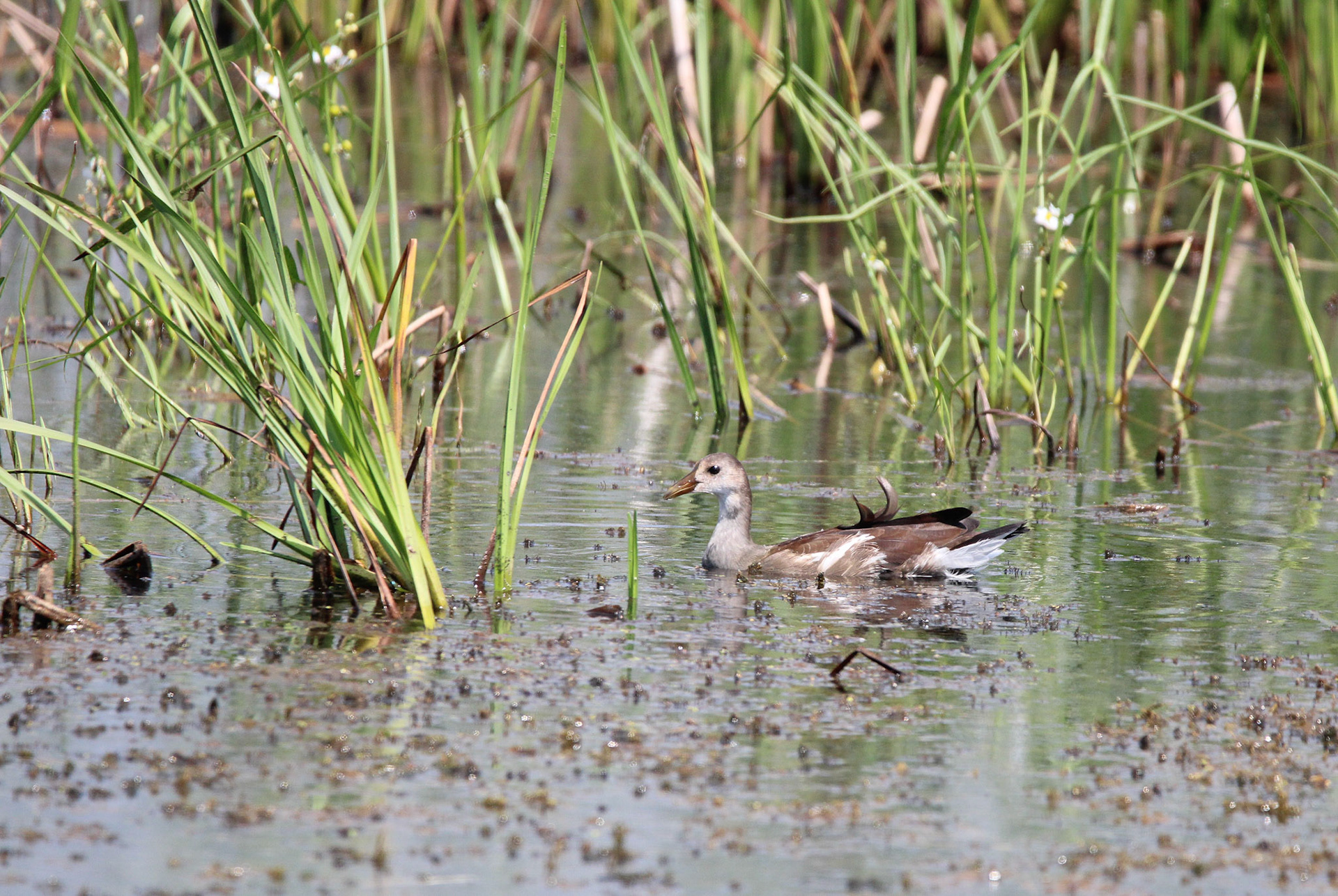 Common Gallinule - Horicon Marsh