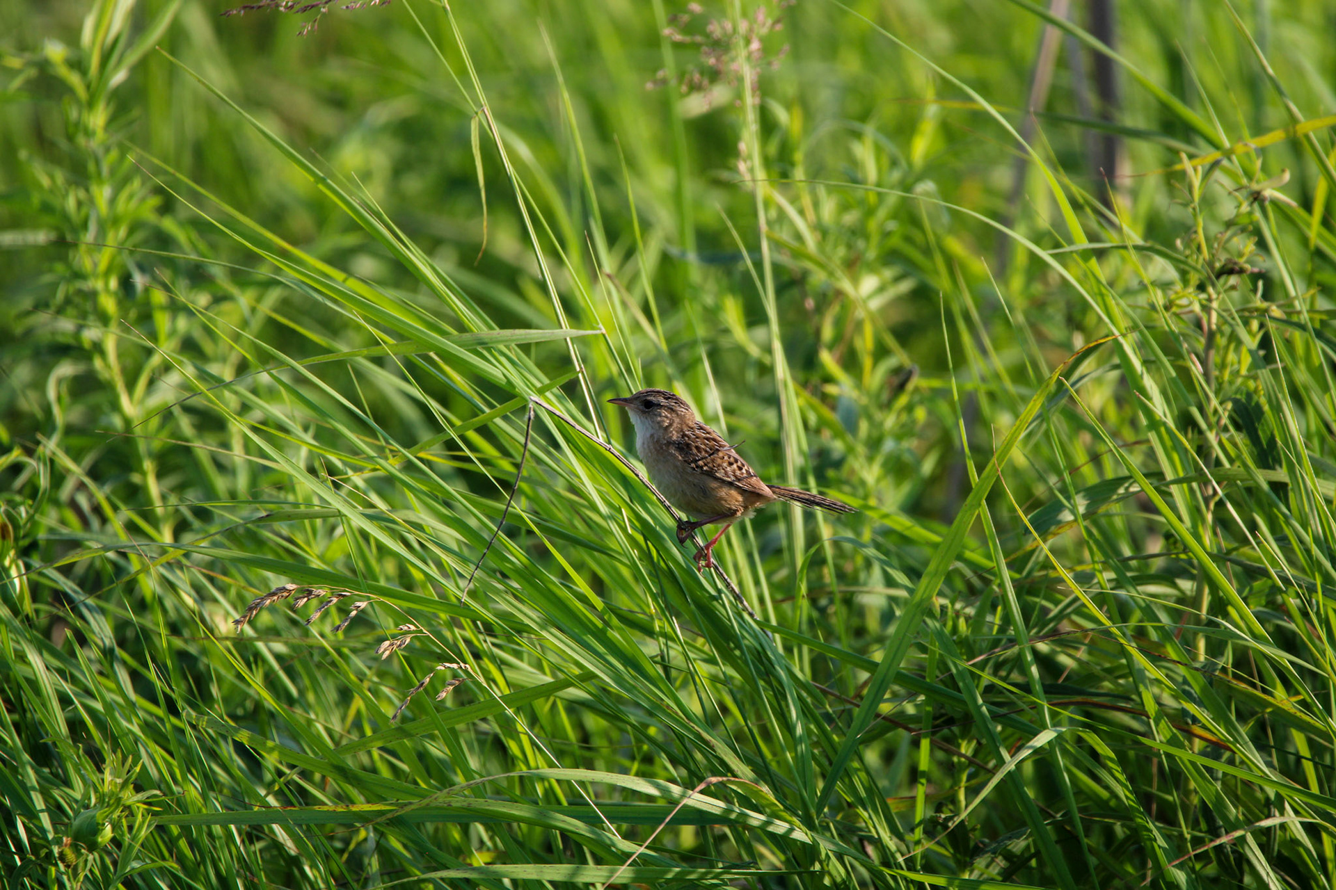 Sedge Wren
