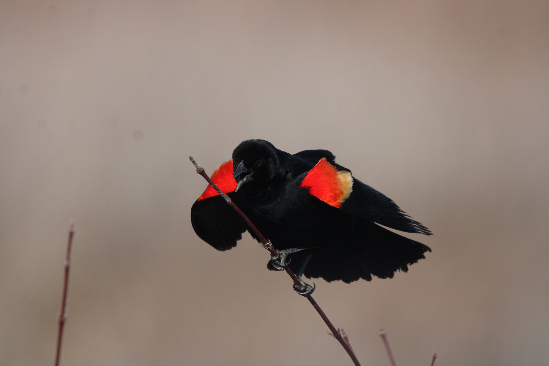 Red-winged Blackbird